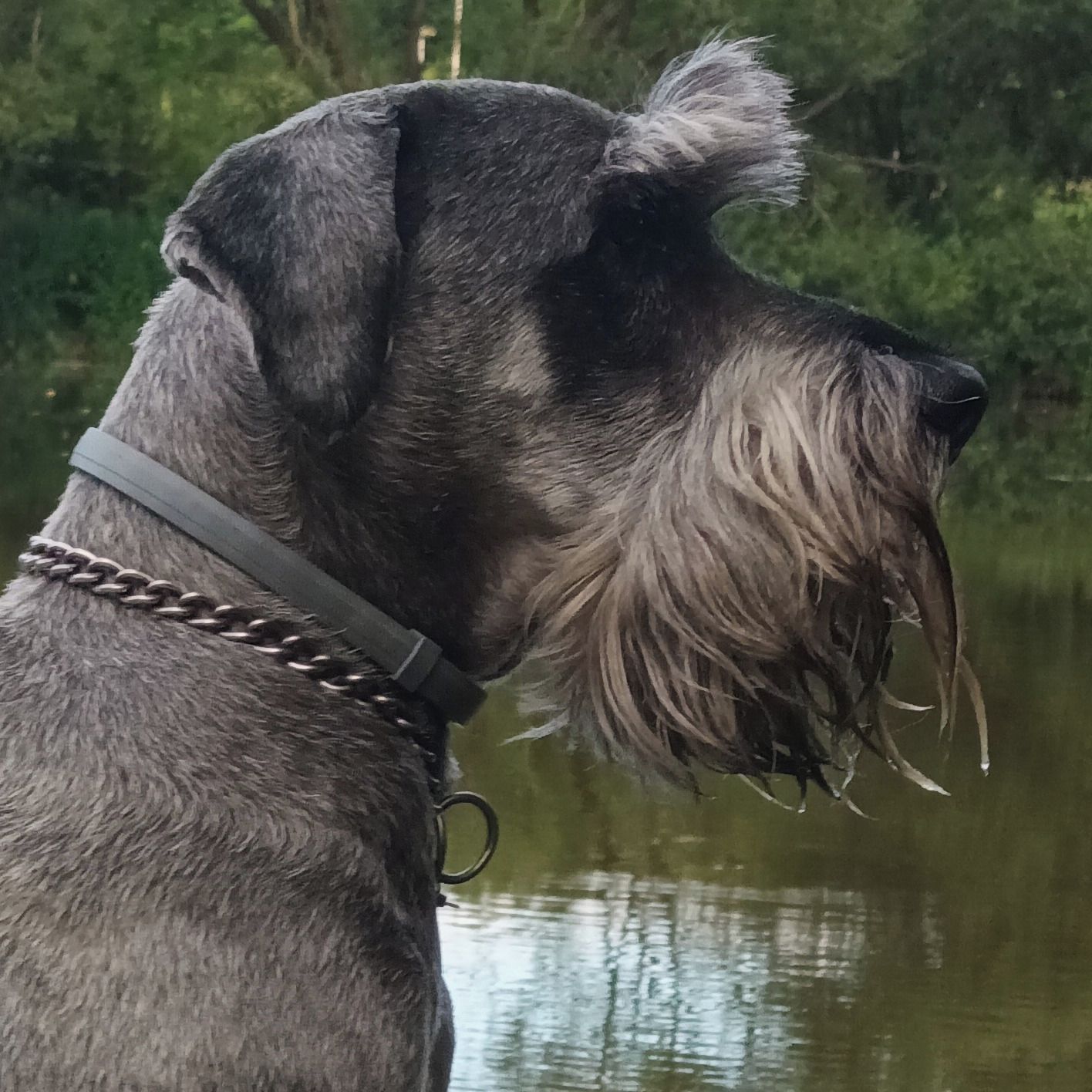 Soutěžní fotografie - Vendik,  Knírač střední