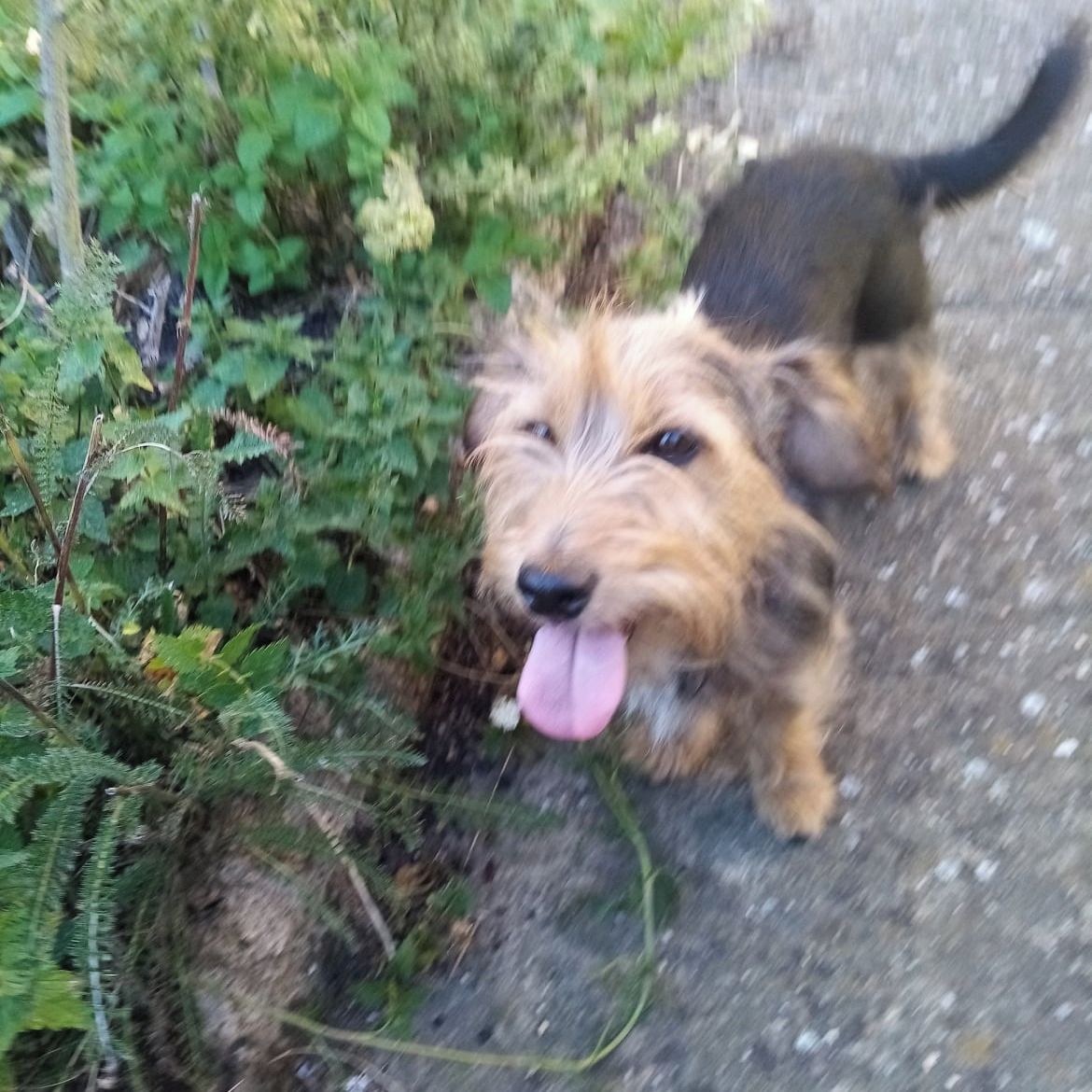 Soutěžní fotografie - Bessy,  Jezevčík