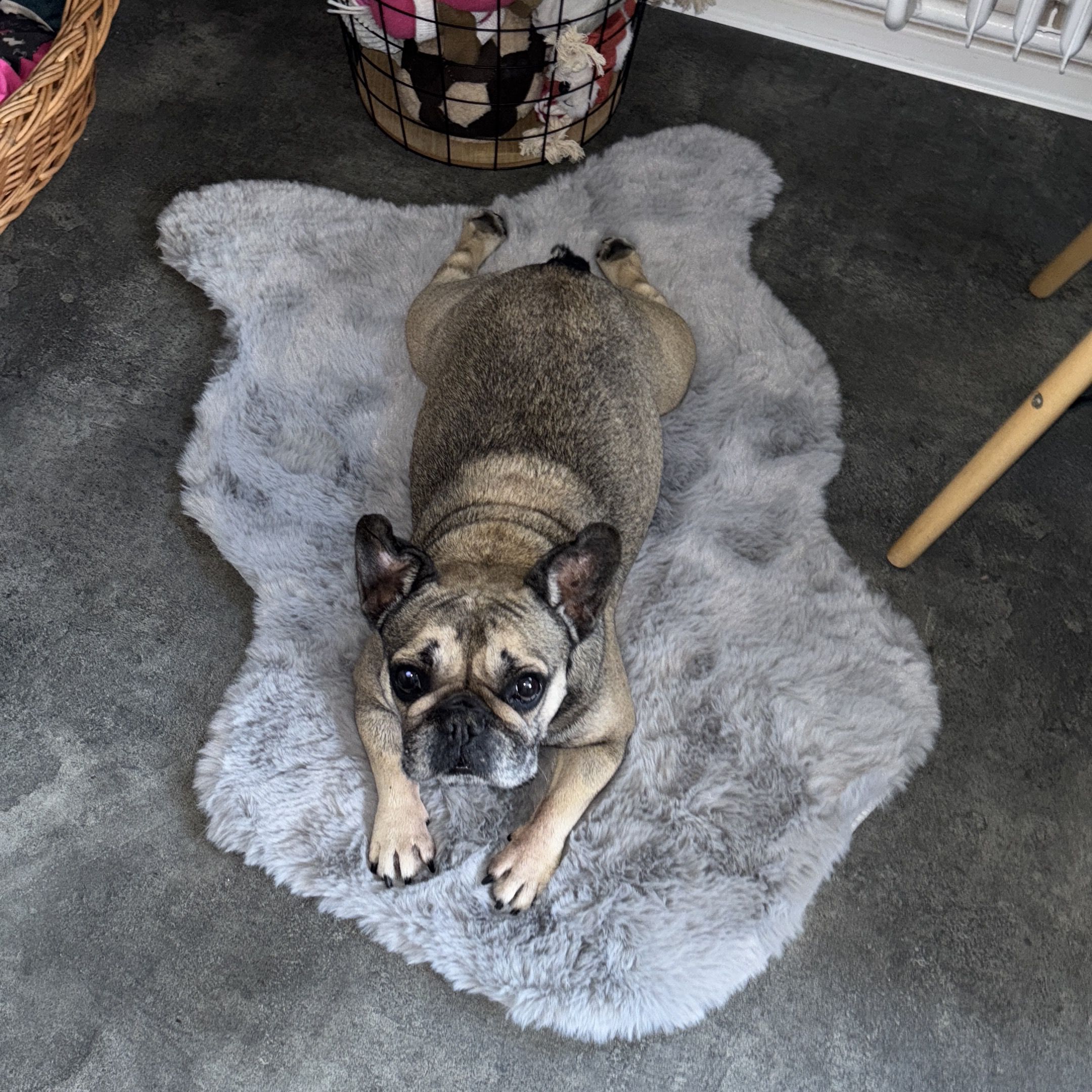 Soutěžní fotografie - Bibi,  Francouzský buldoček