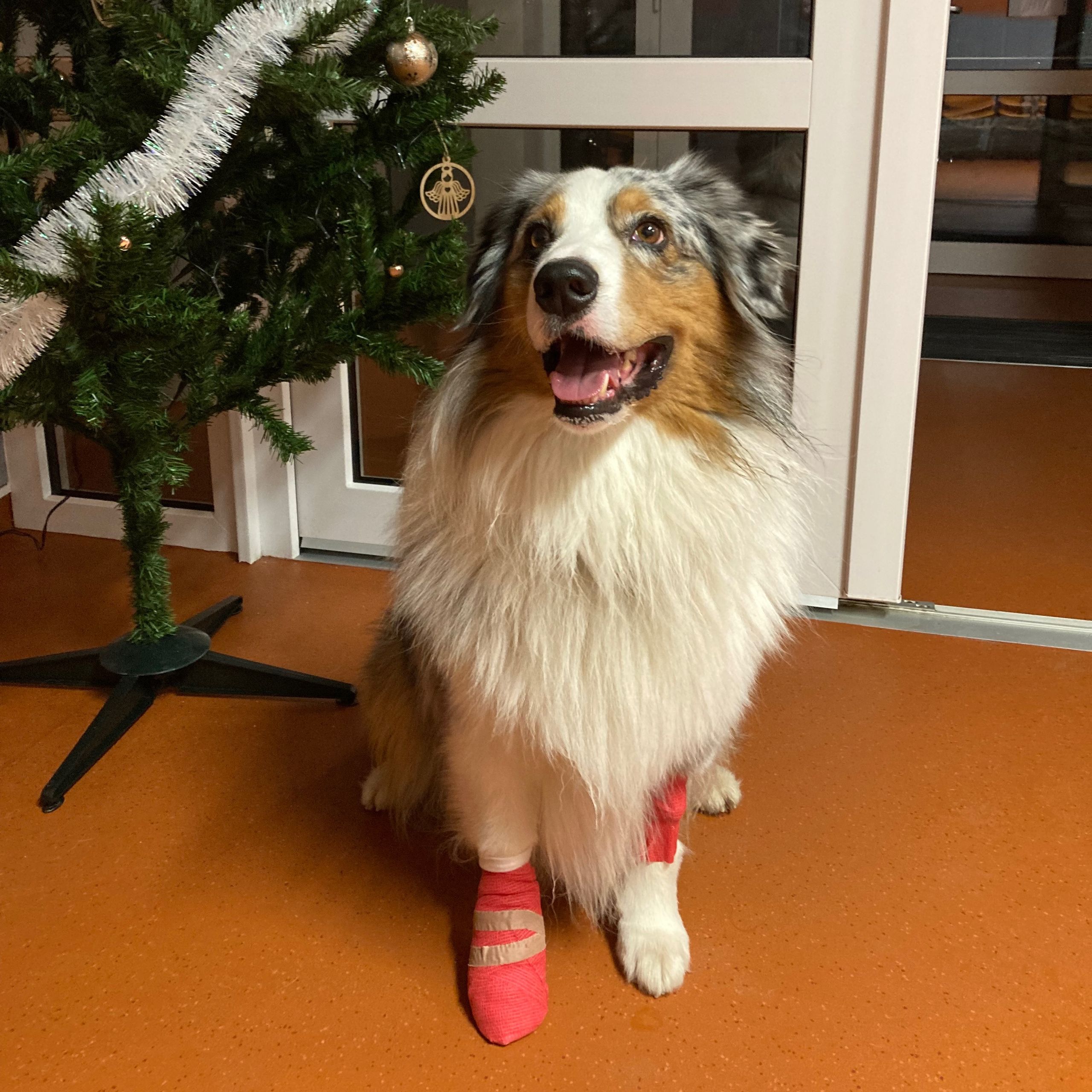 Soutěžní fotografie - Alvaros,  Australský ovčák