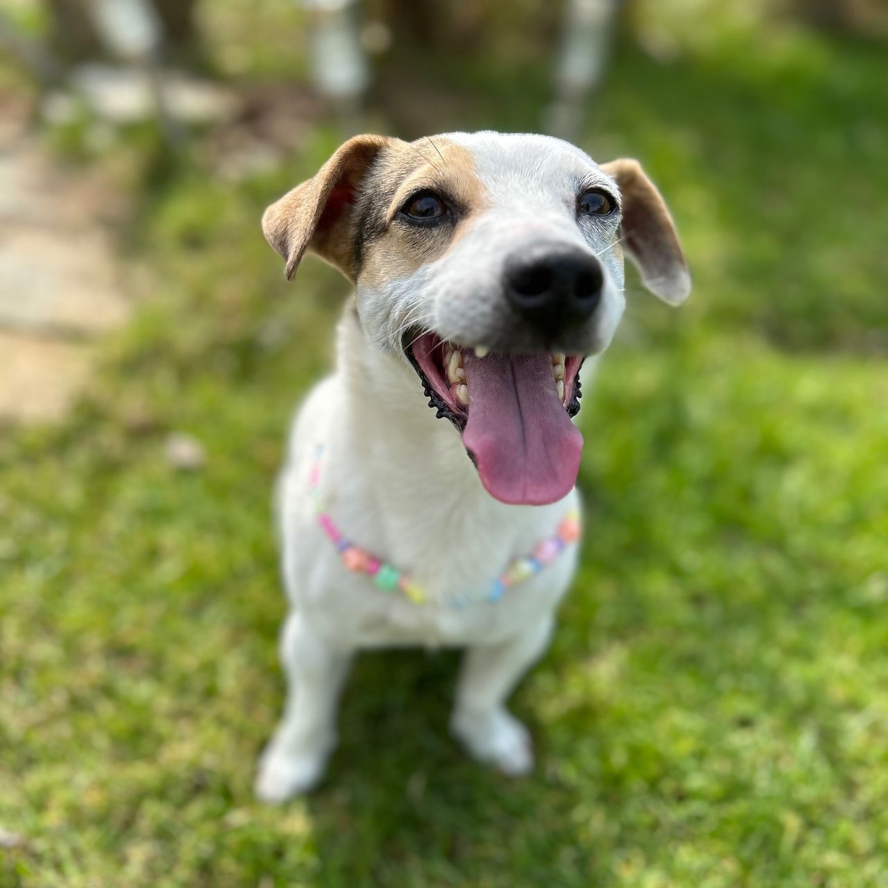 Soutěžní fotografie - Kim,  Jack Russell Teriér