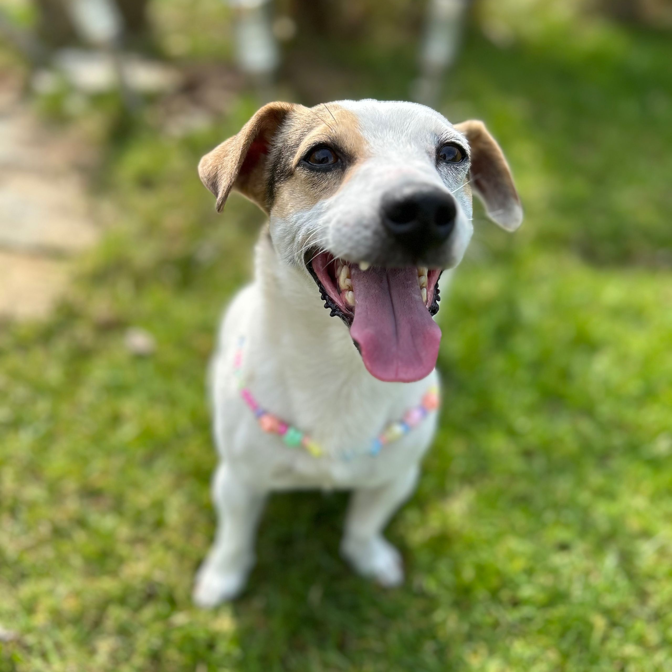 Soutěžní fotografie - Kim,  Jack Russell Teriér