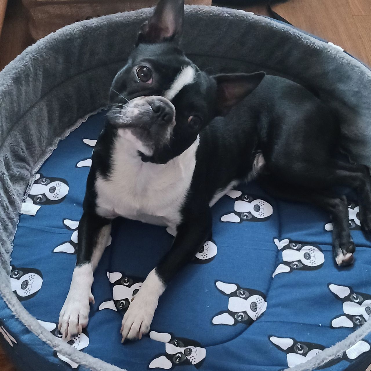 Soutěžní fotografie - Leo,  Bostonský terier