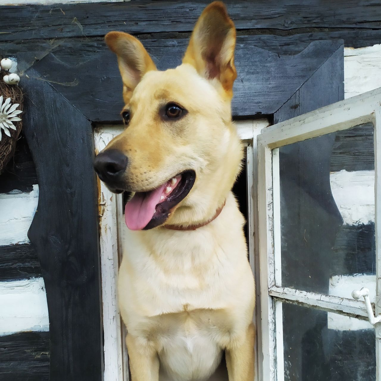 Soutěžní fotografie - Ben,  Belgický ovčák