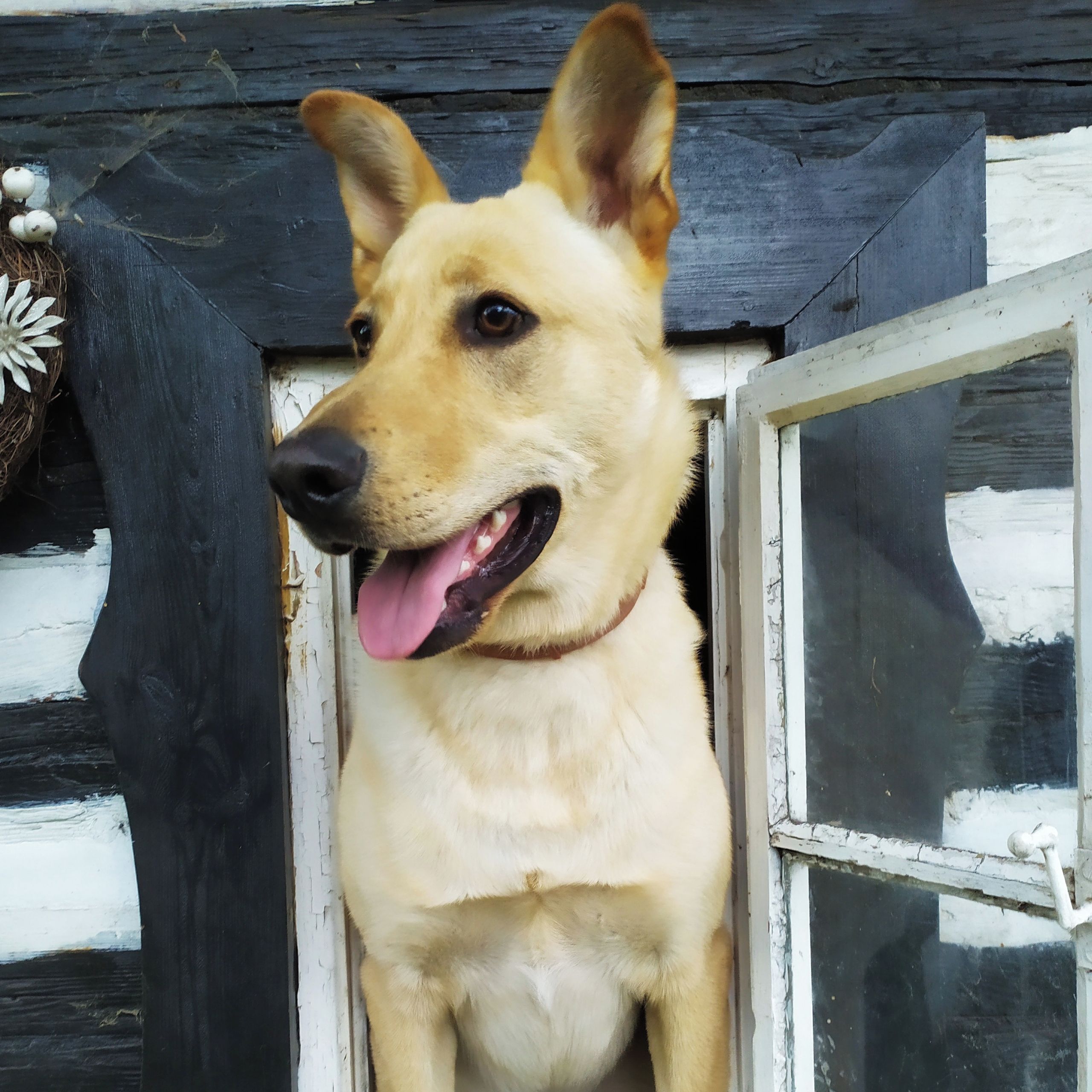 Soutěžní fotografie - Ben,  Belgický ovčák