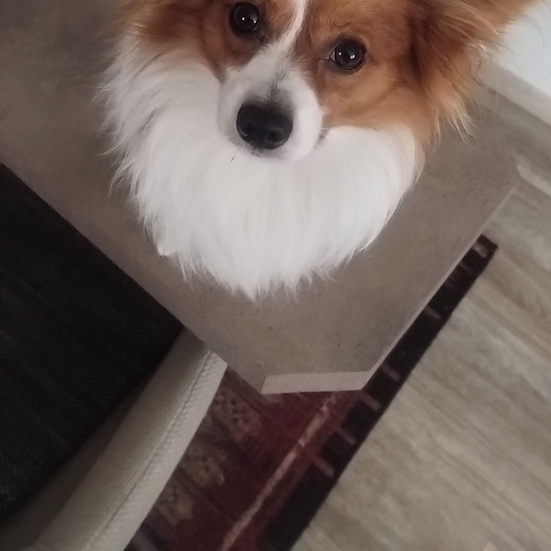 Soutěžní fotografie - Bobík,  Papillon