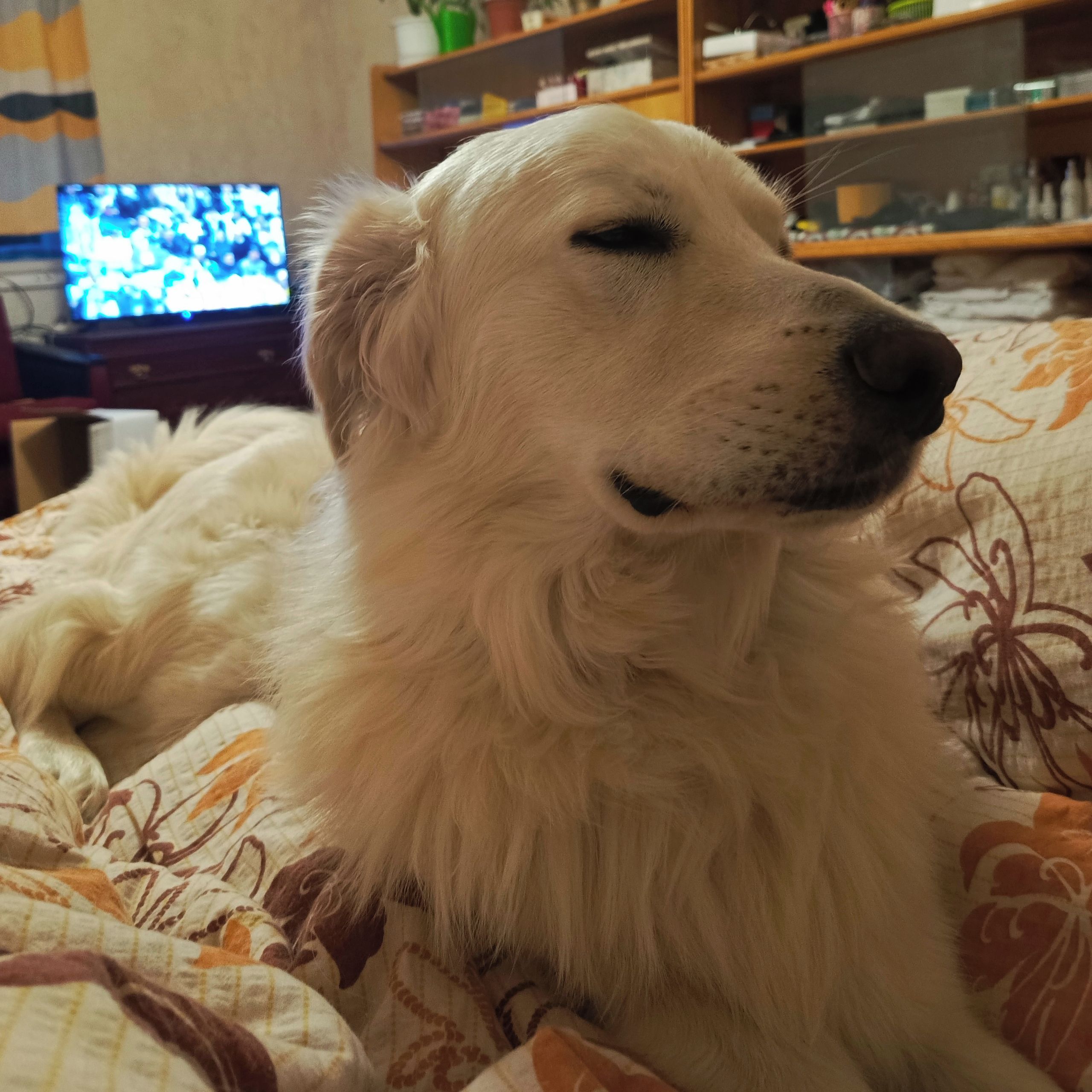 Soutěžní fotografie - Calvin,  Slovenský čuvač