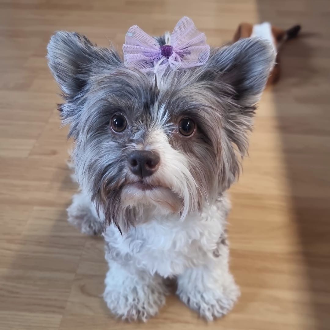 Soutěžní fotografie - Viktorie,  Yorkšírský terier