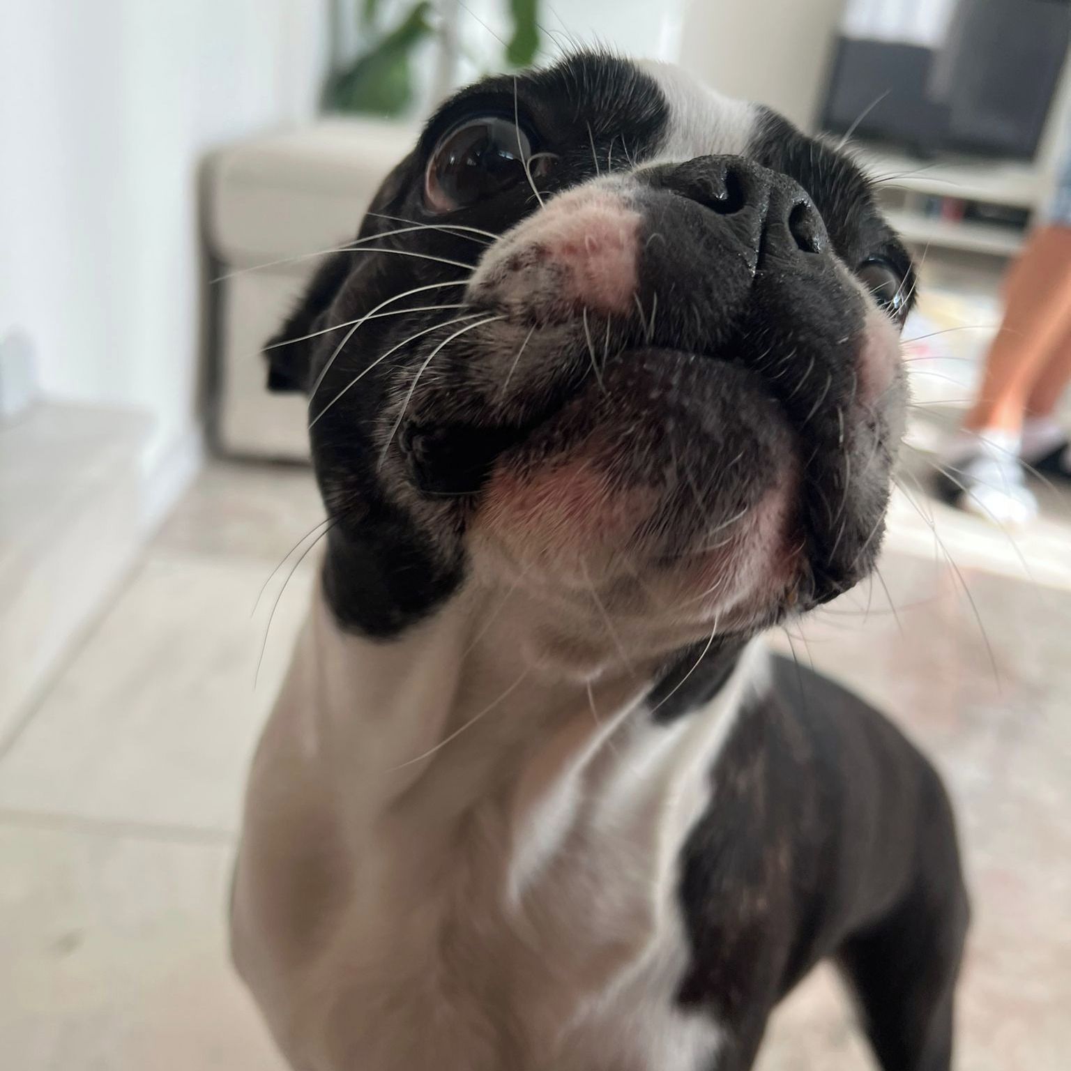 Soutěžní fotografie - Meggie,  Bostonský terier