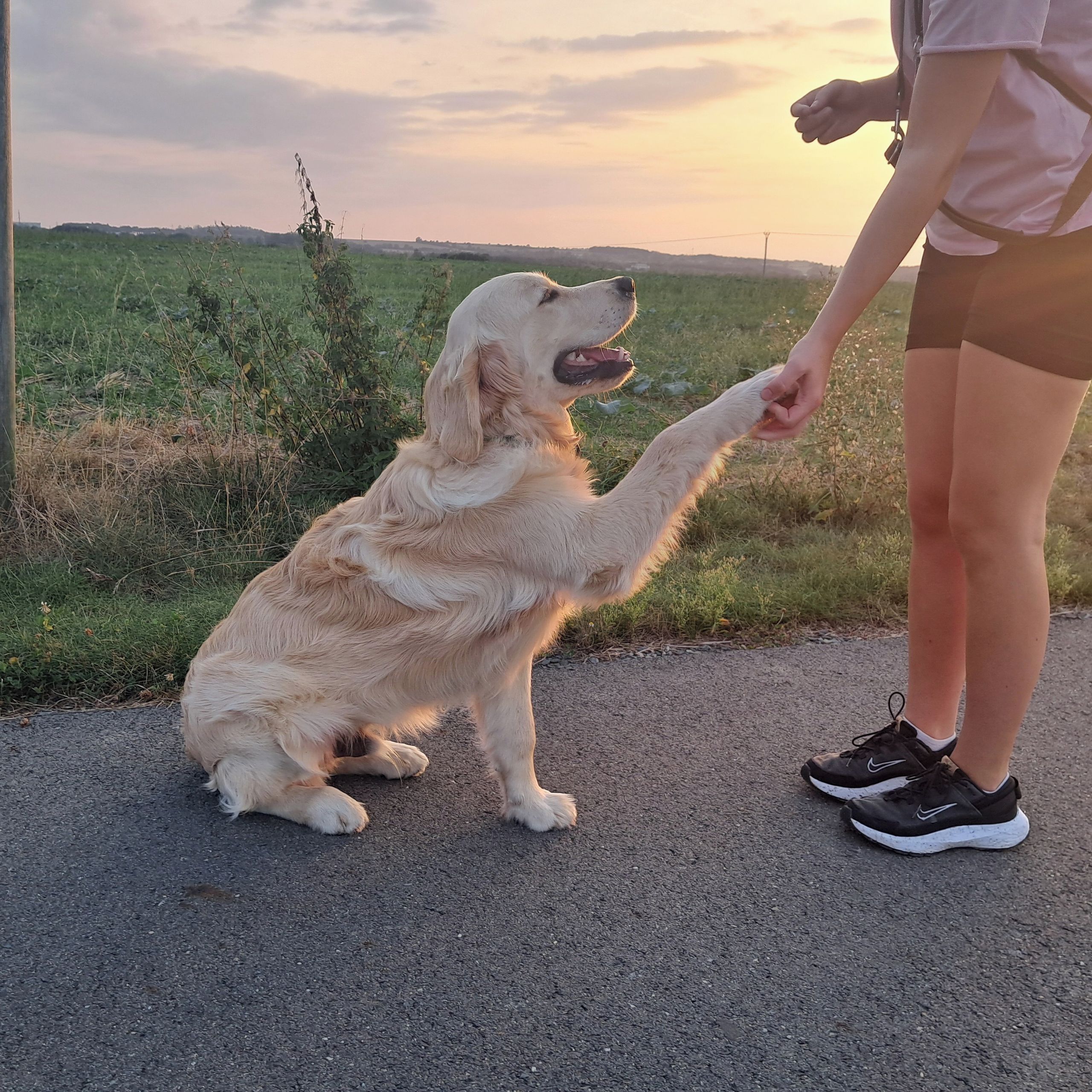 Soutěžní fotografie - Oreb,  Zlatý retriever