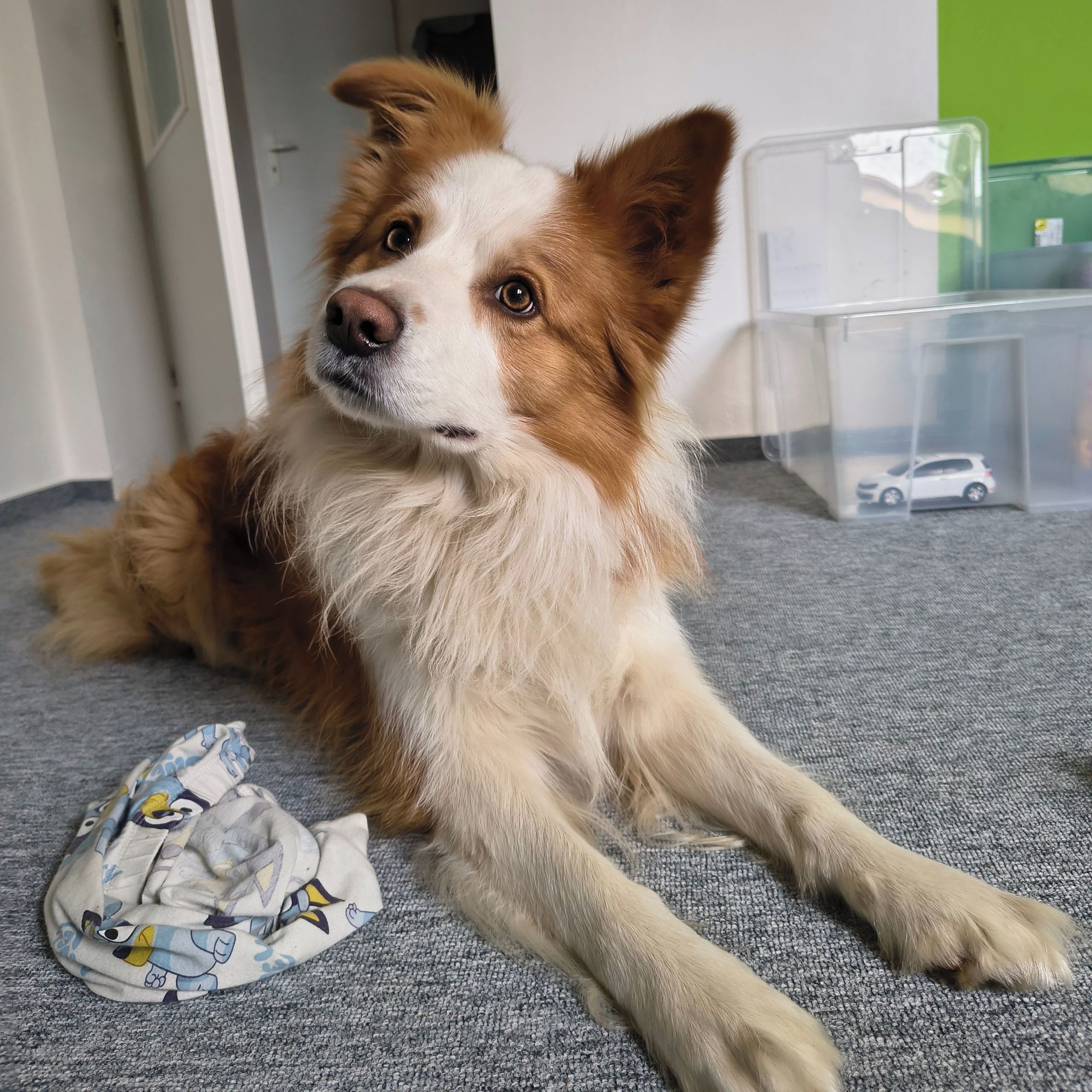 Soutěžní fotografie - Danny,  Border kolie