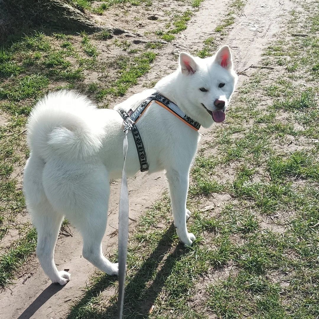 Soutěžní fotografie - MAYA,  Akita