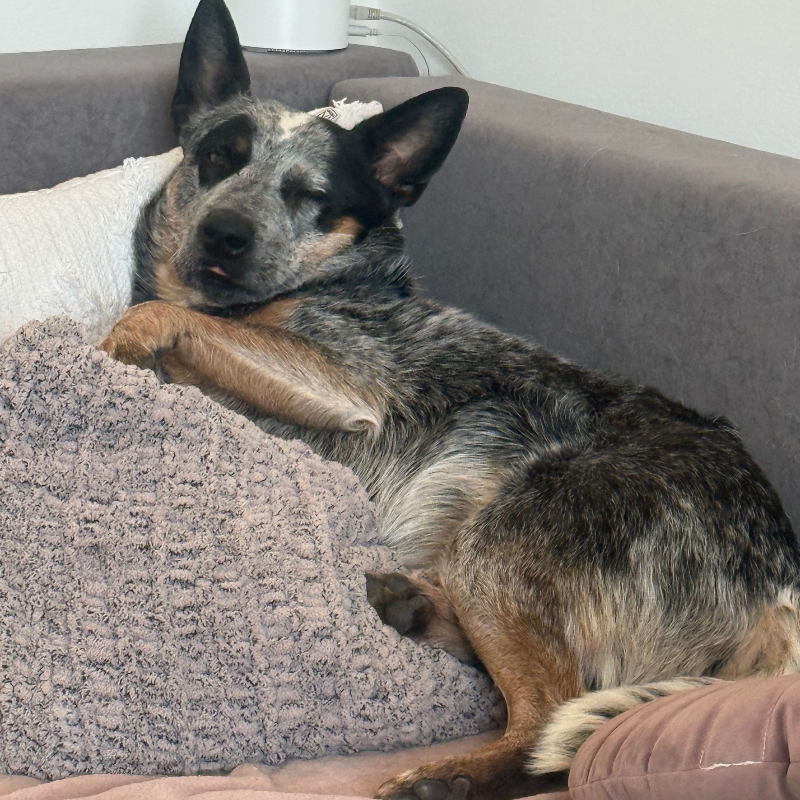 Soutěžní fotografie - Gigi,  Australský honácký pes