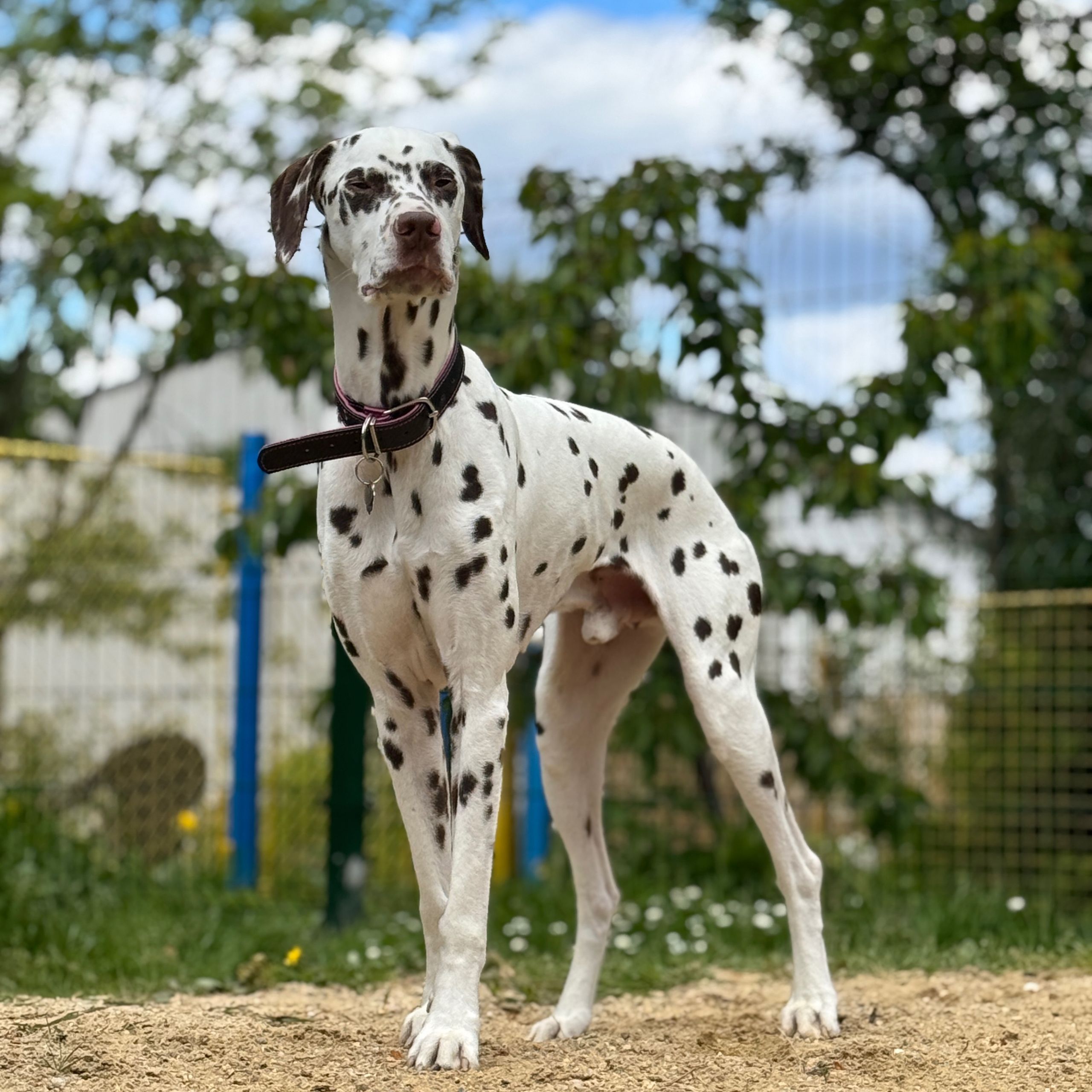 Soutěžní fotografie - Sanny,  Dalmatin
