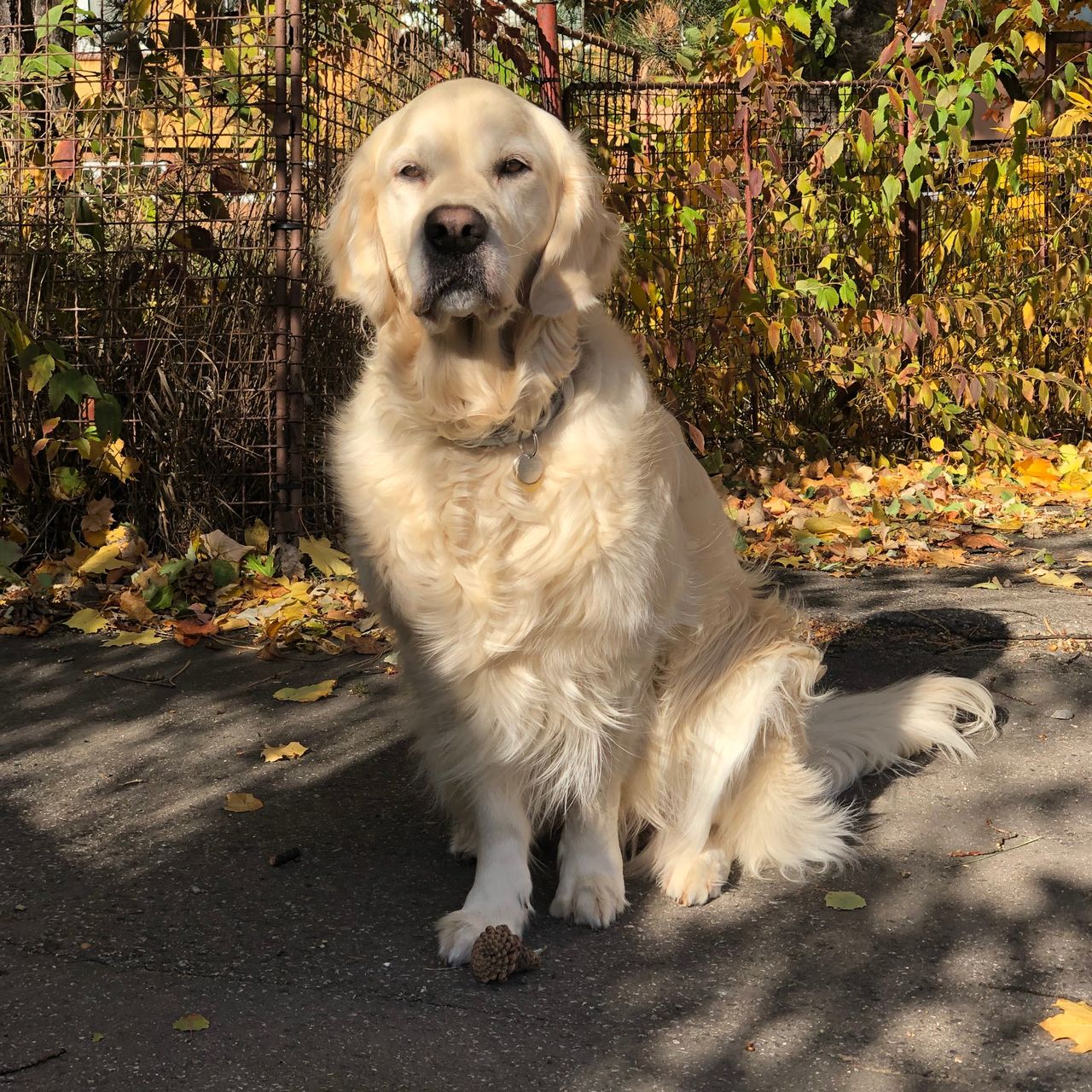 Soutěžní fotografie - Angie,  Zlatý retriever