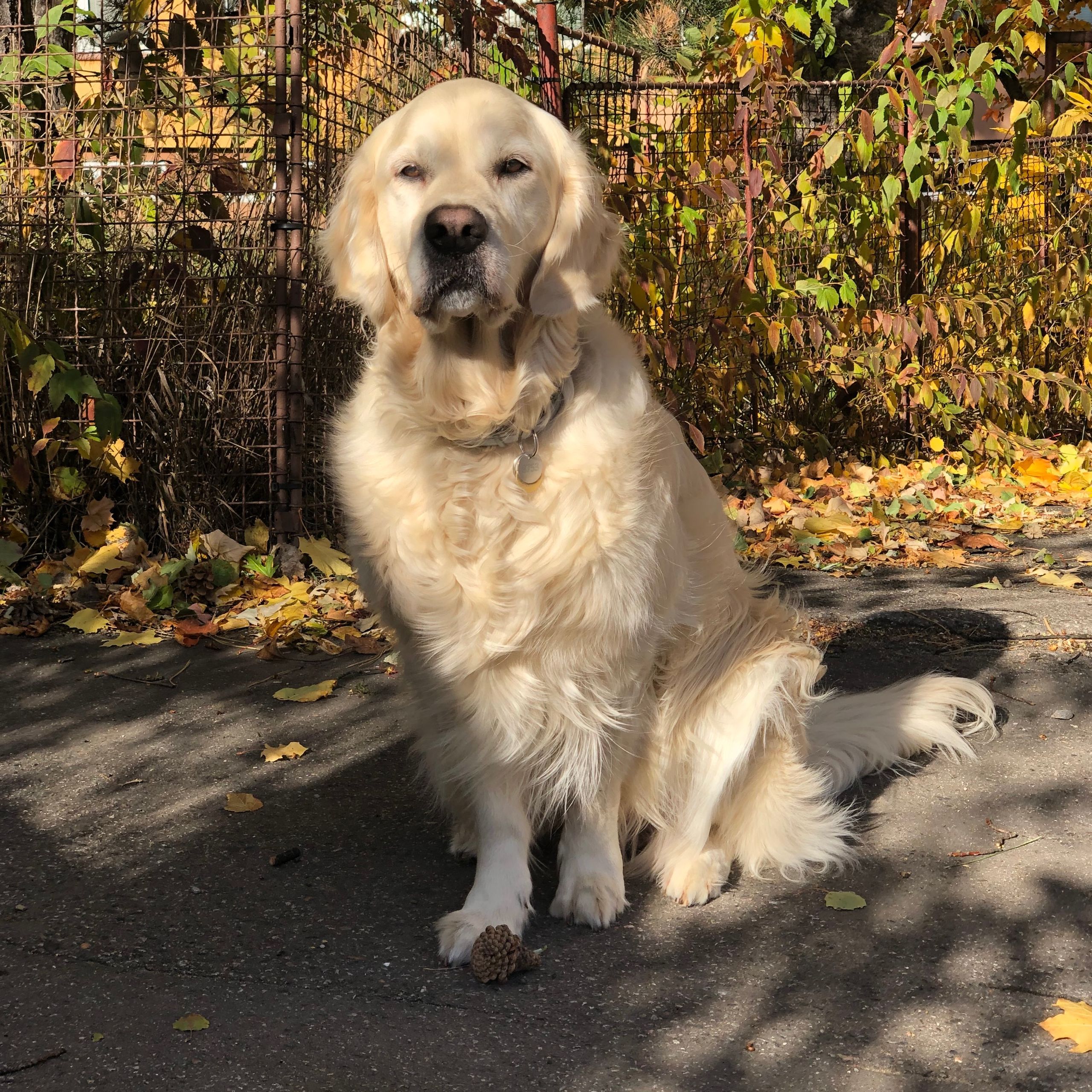 Soutěžní fotografie - Angie,  Zlatý retriever