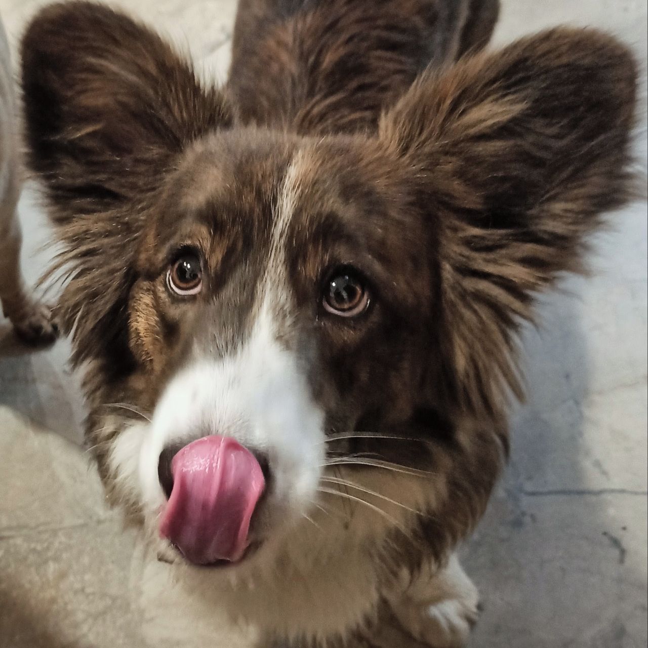 Soutěžní fotografie - Coco,  Ostatní