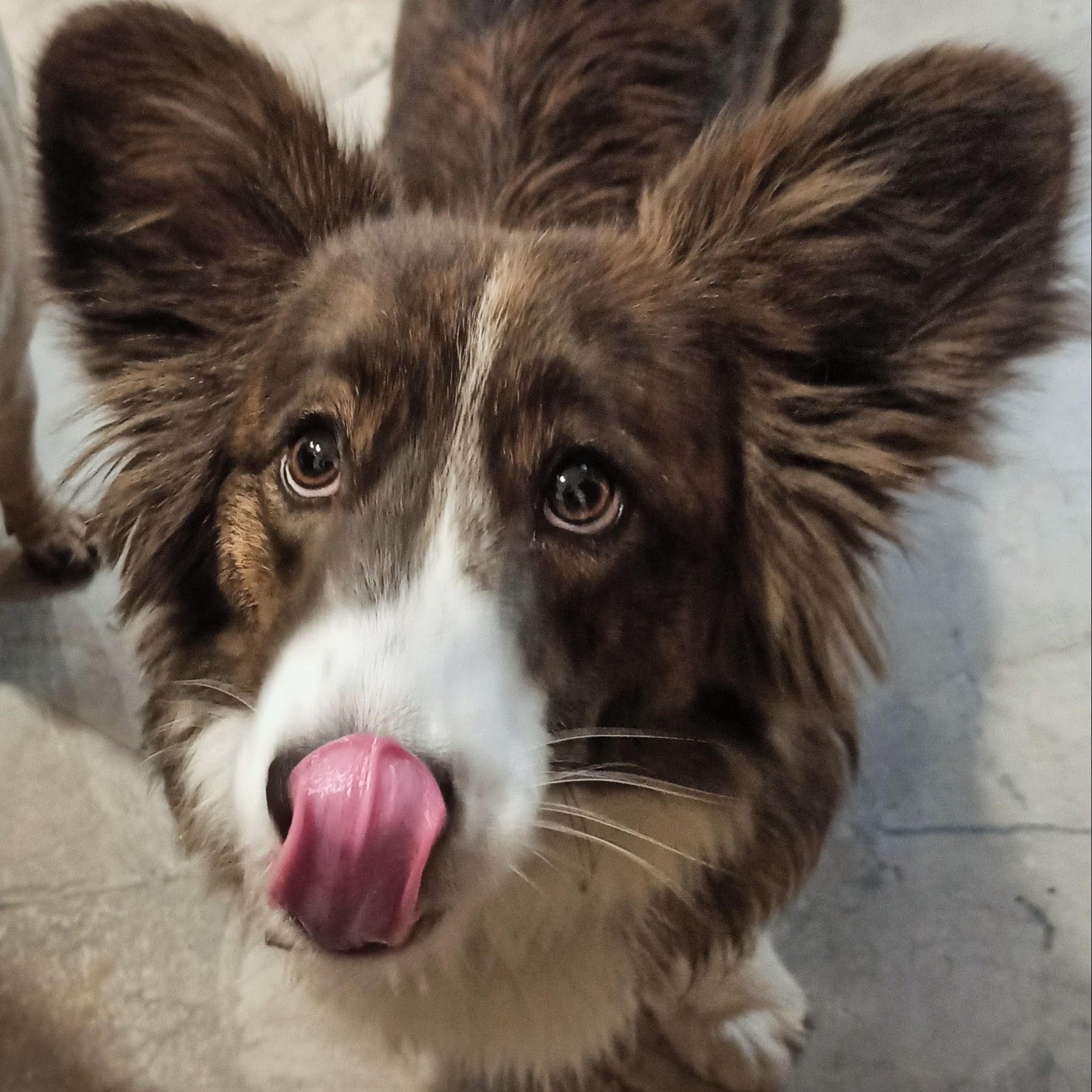 Soutěžní fotografie - Coco,  Ostatní