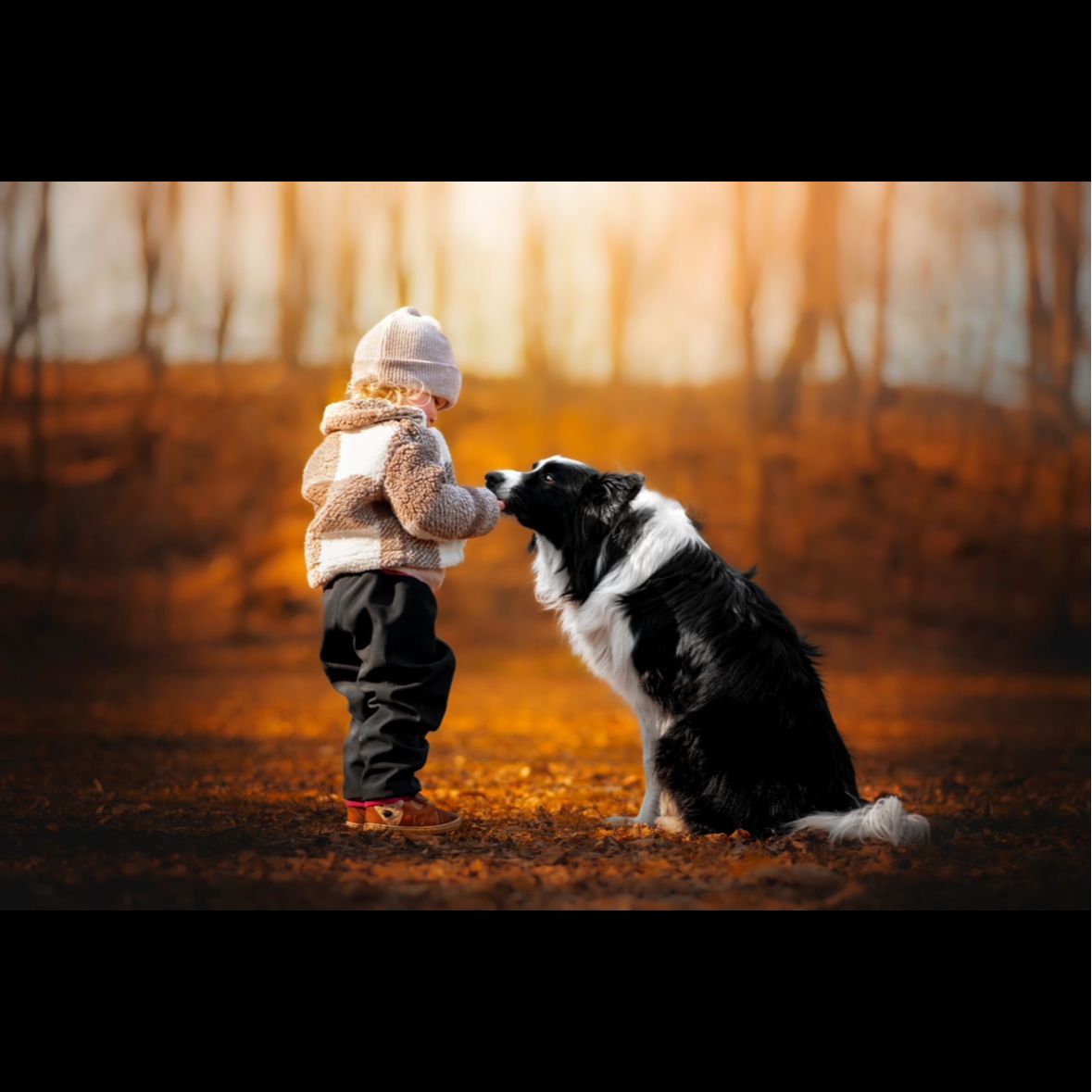 Soutěžní fotografie - Enni,  Border kolie