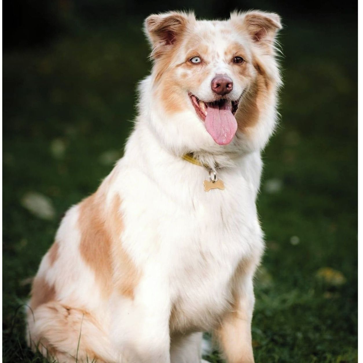 Soutěžní fotografie - Baffy Gold Rebecca,  Australský ovčák