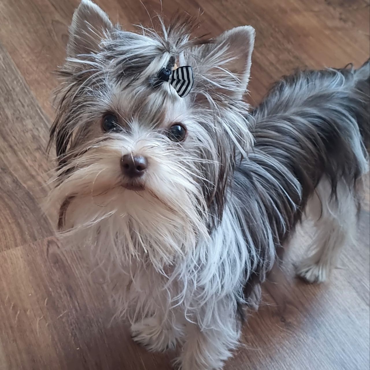 Soutěžní fotografie - Viki,  Yorkšírský terier