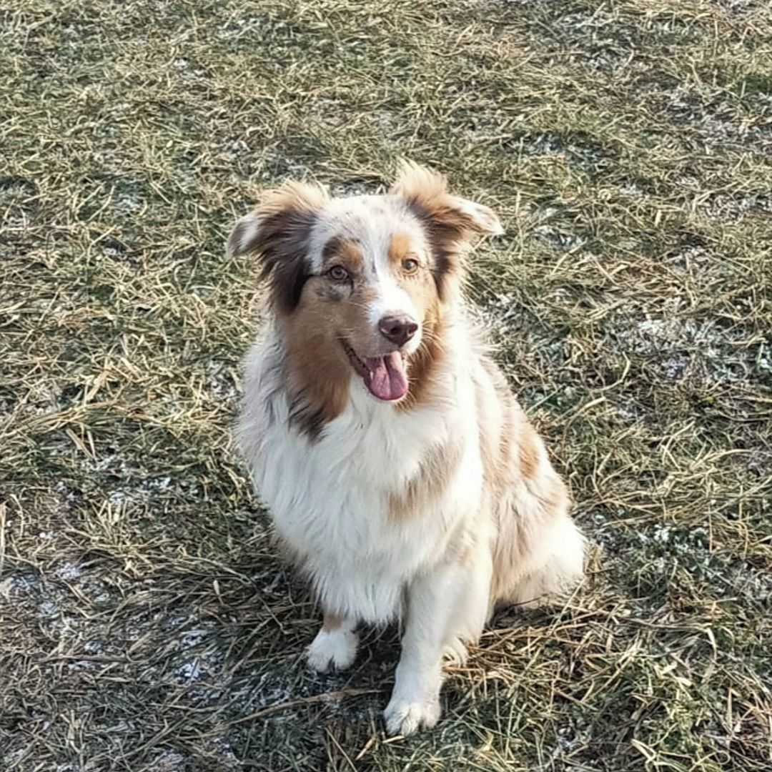 Soutěžní fotografie - Demi,  Australský ovčák