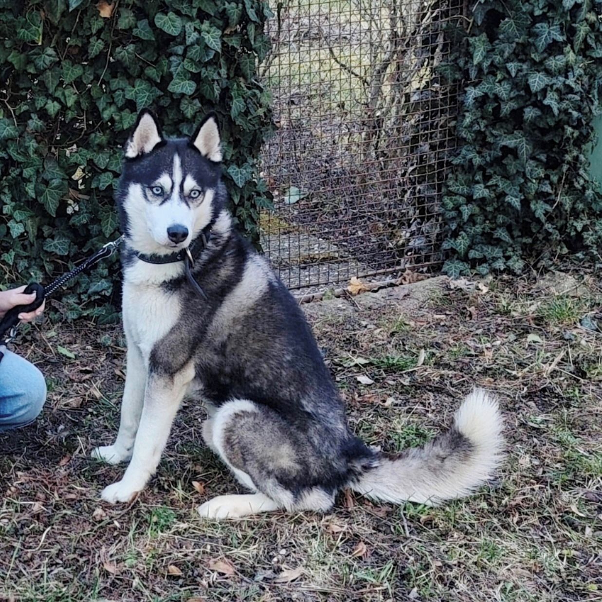 Soutěžní fotografie - Monty,  Sibiřský husky