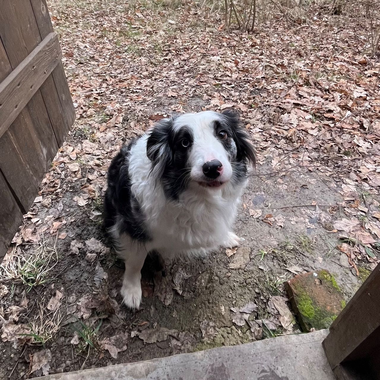 Soutěžní fotografie - Elizabeth,  Border kolie