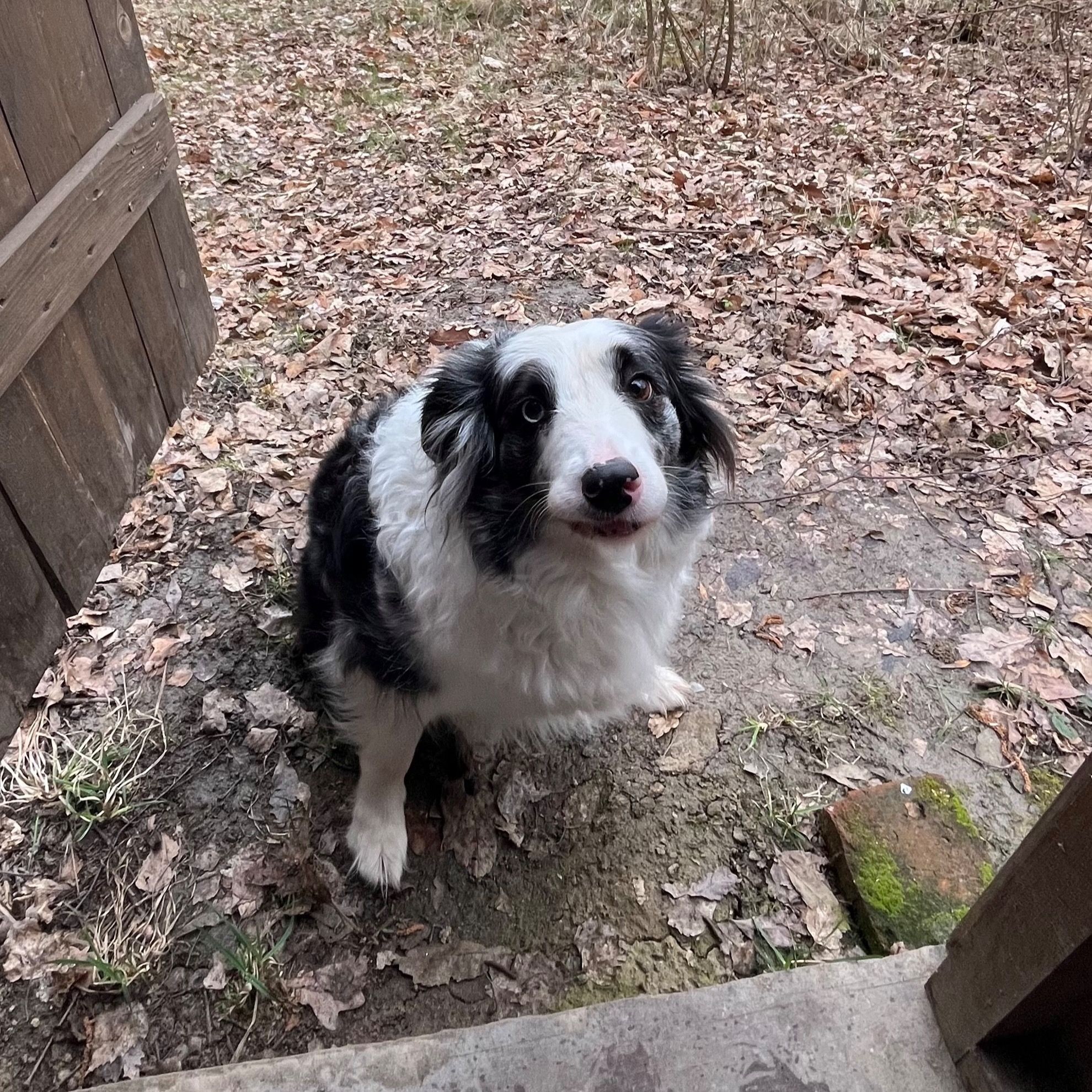 Soutěžní fotografie - Elizabeth,  Border kolie