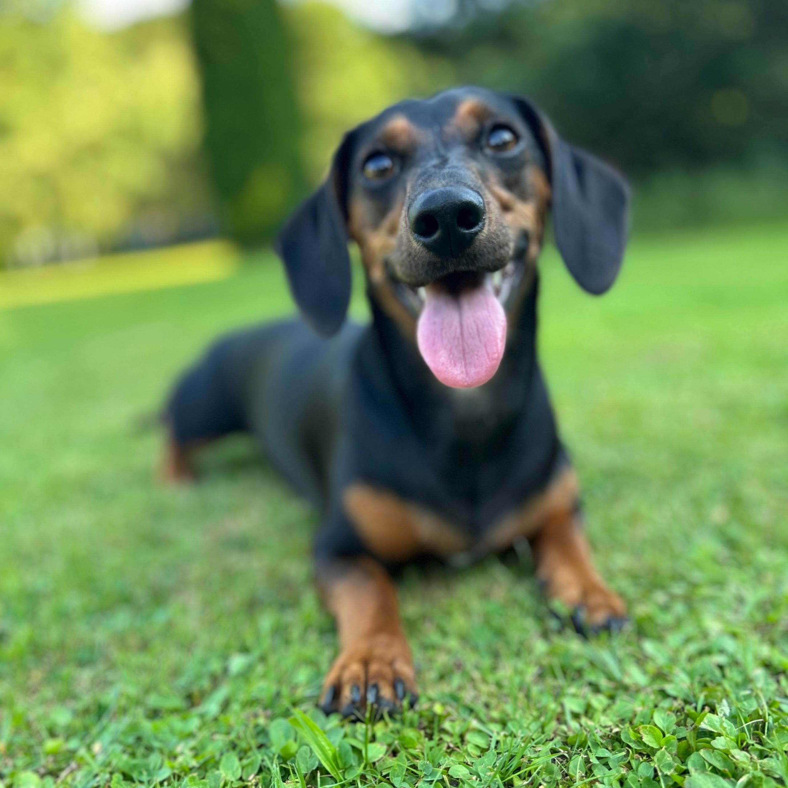 Soutěžní fotografie - Maggie,  Jezevčík