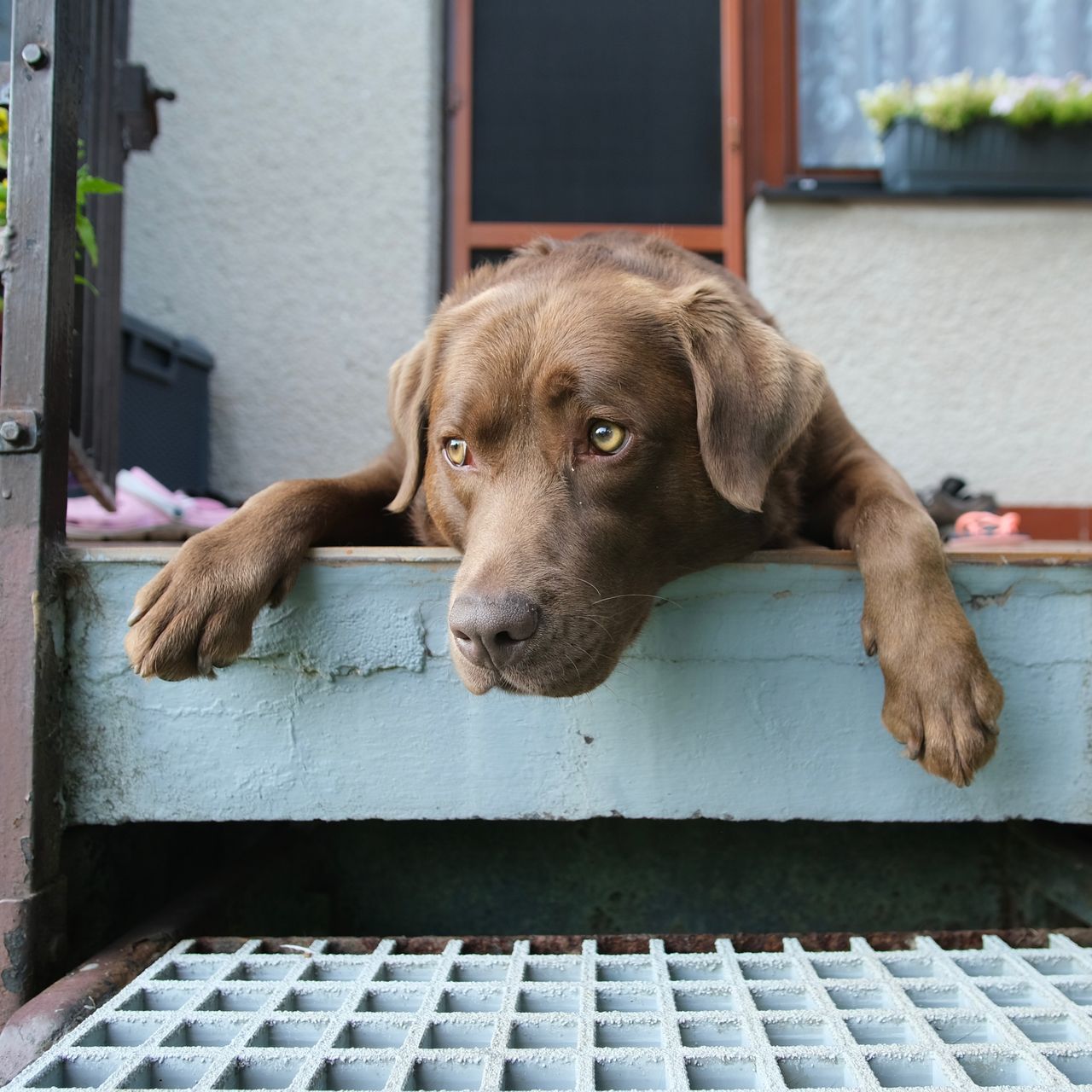 Soutěžní fotografie - Olívie,  Labradorský retriever
