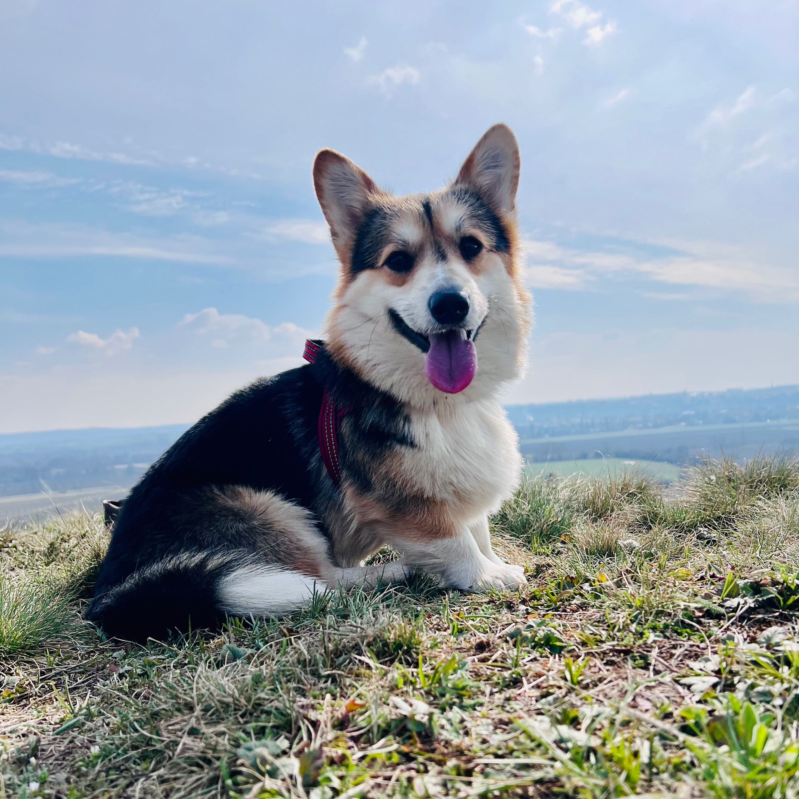 Soutěžní fotografie - Maximus,  Welsh Corgi Pembroke