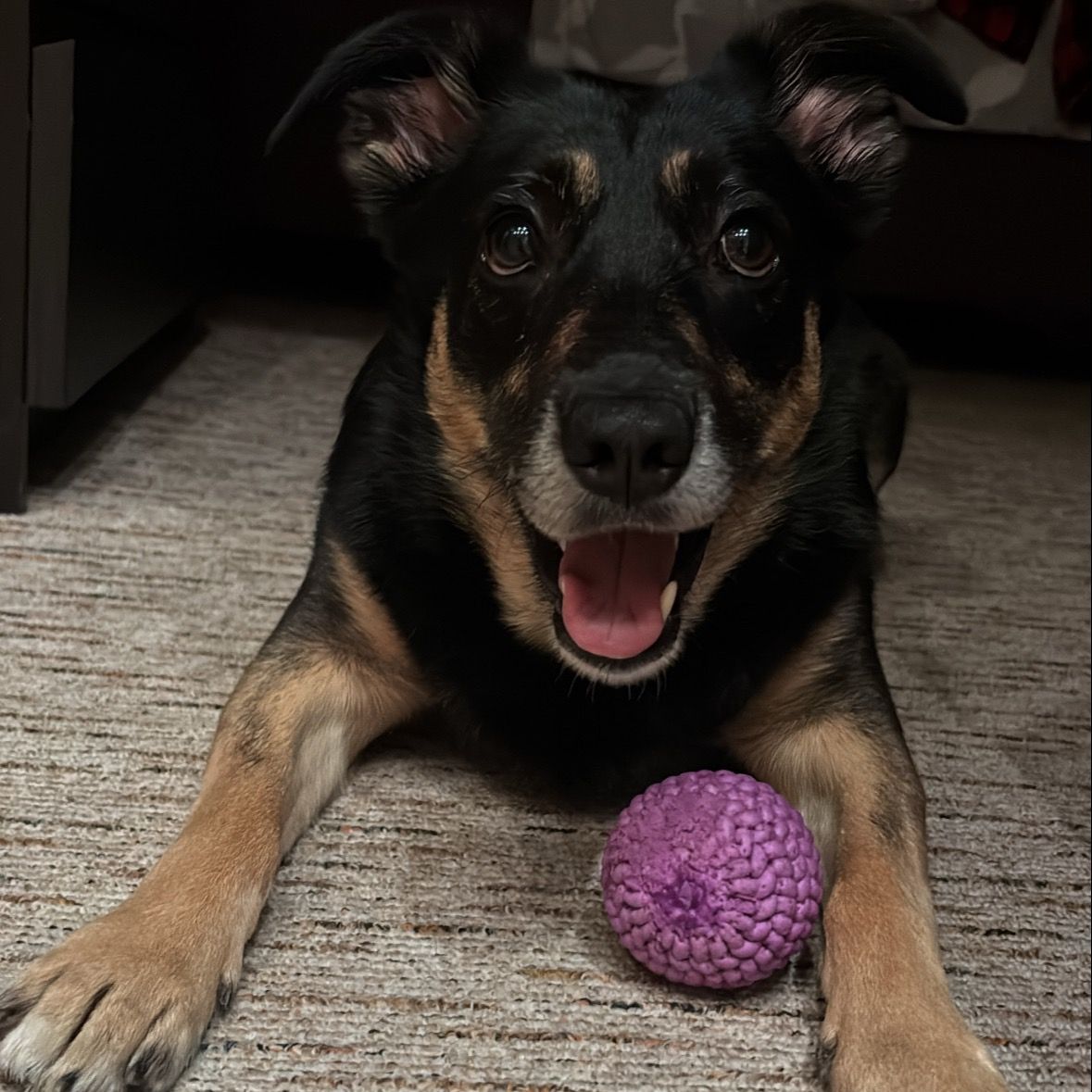 Soutěžní fotografie - Bailey,  Ostatní