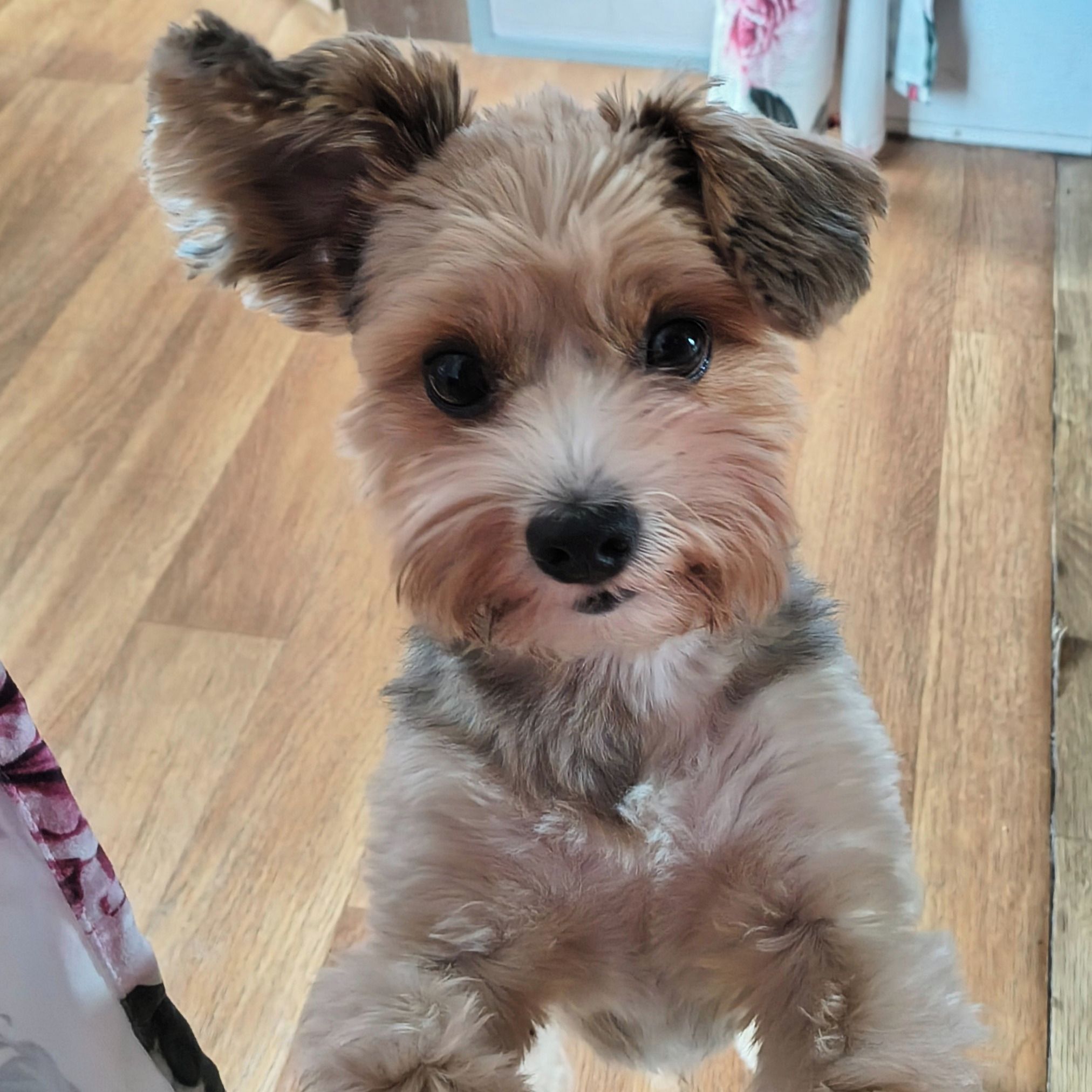 Soutěžní fotografie - Čipik,  Yorkšírský terier