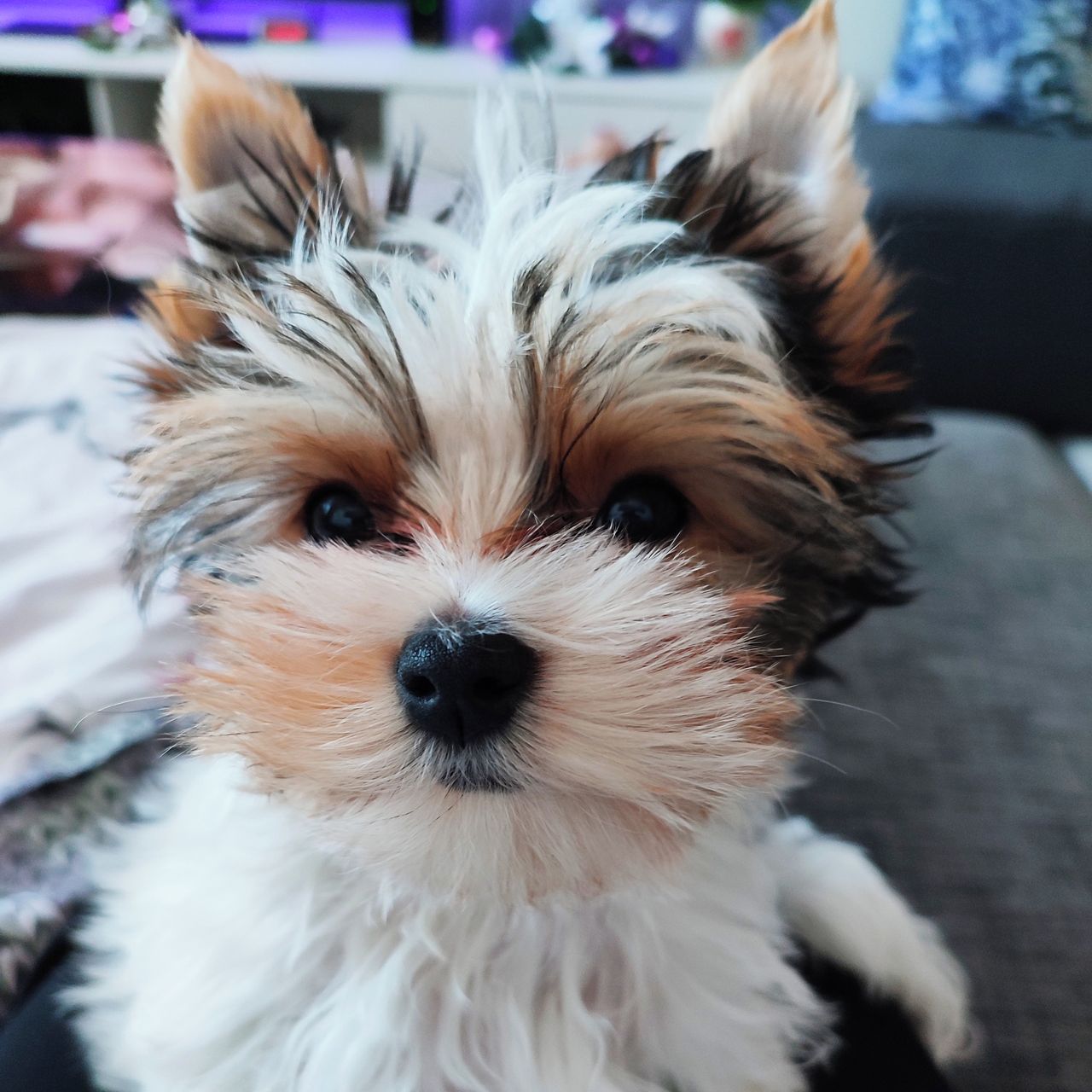 Soutěžní fotografie - Ebbie,  Yorkšírský terier