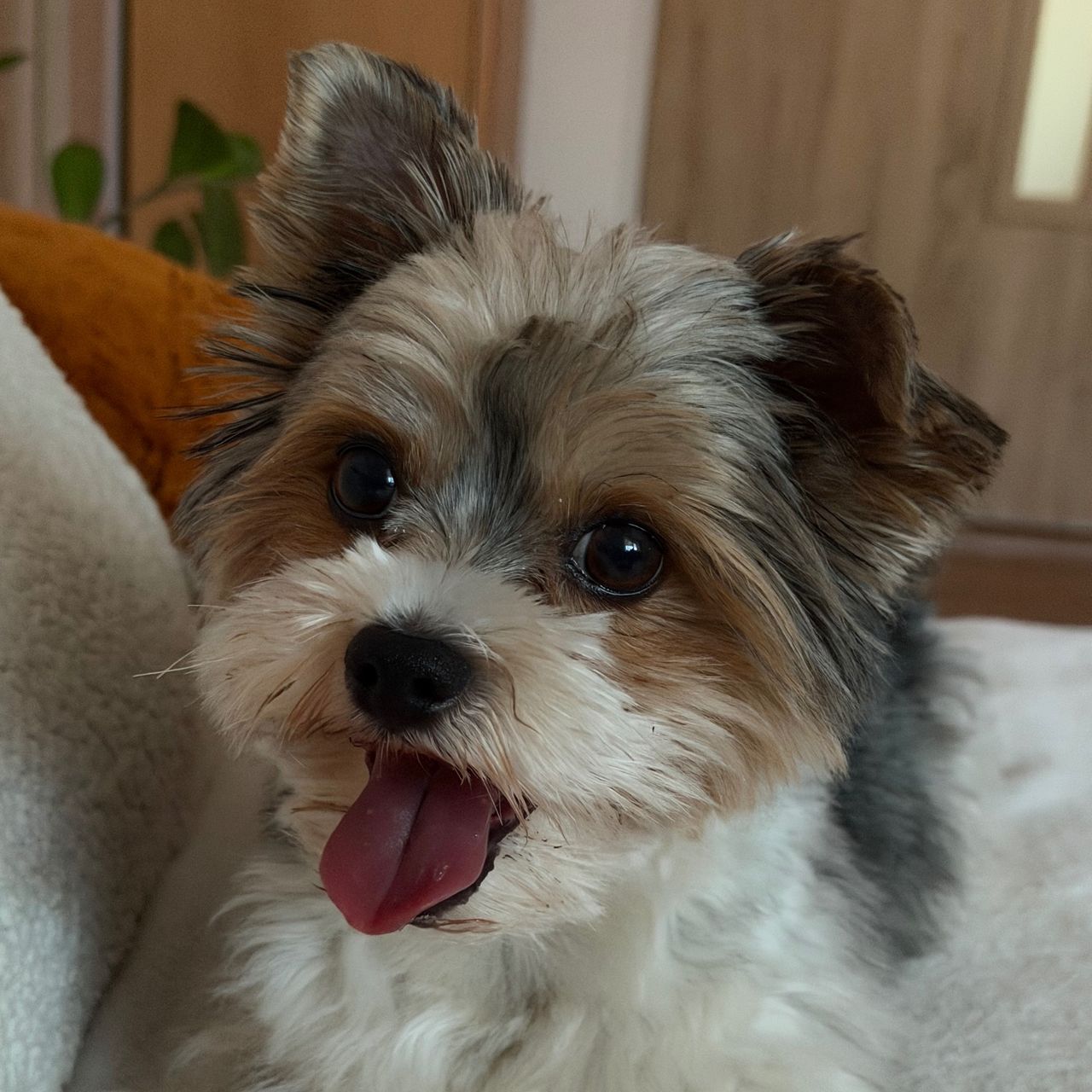 Soutěžní fotografie - Charlie,  Yorkšírský terier