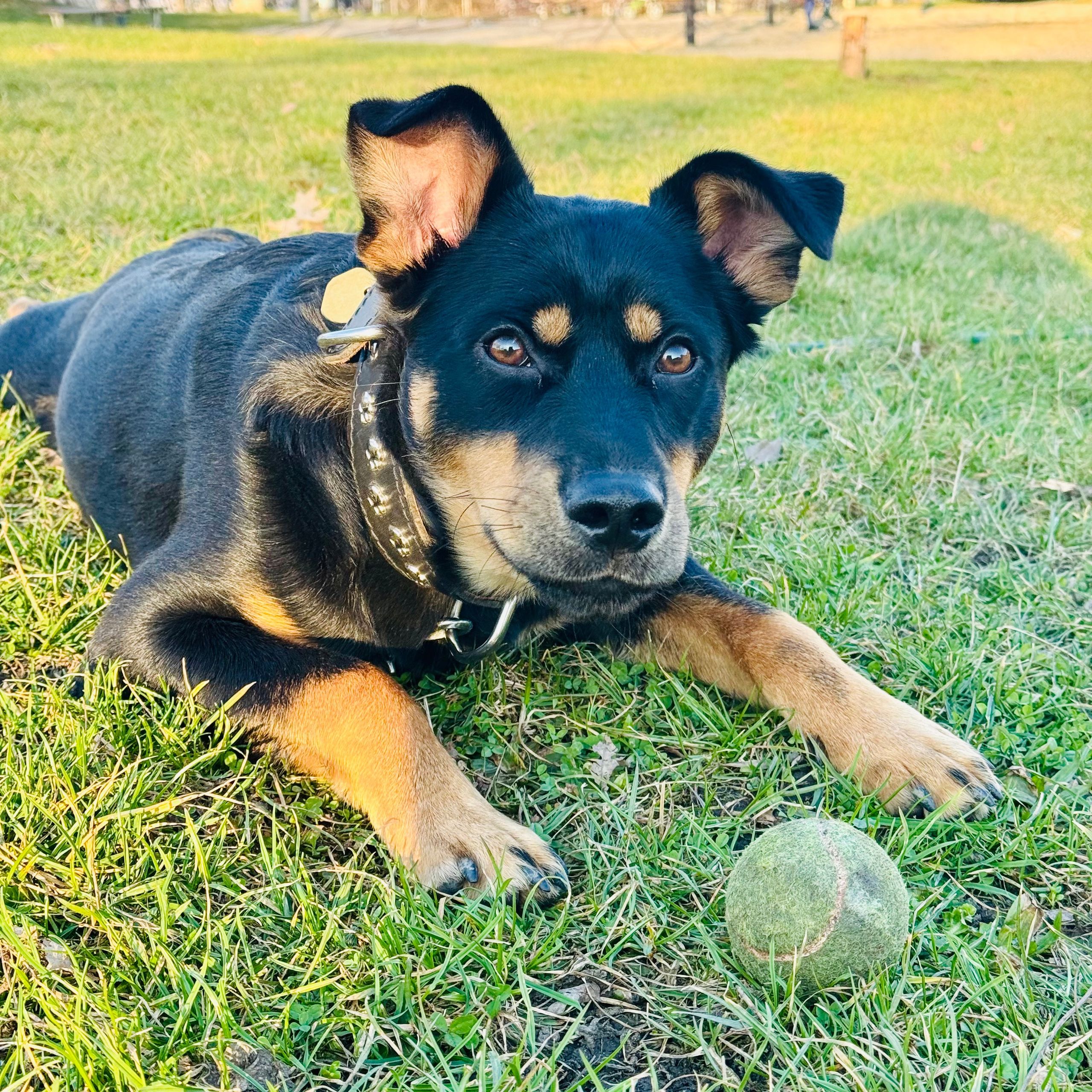 Soutěžní fotografie - Aidin,  Ostatní