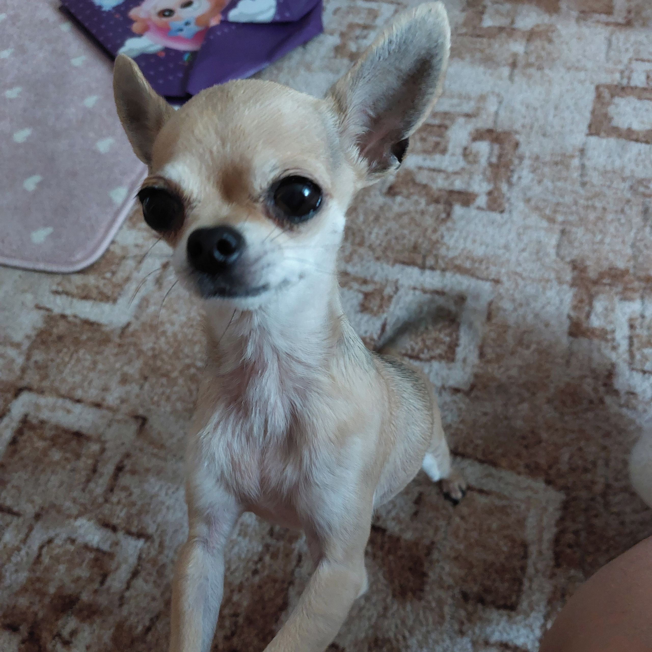 Soutěžní fotografie - Margotka,  Čivava