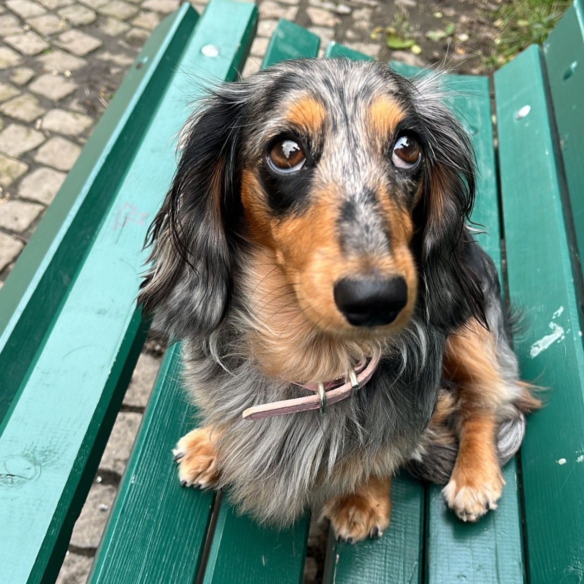 Soutěžní fotografie - Dolly,  Jezevčík