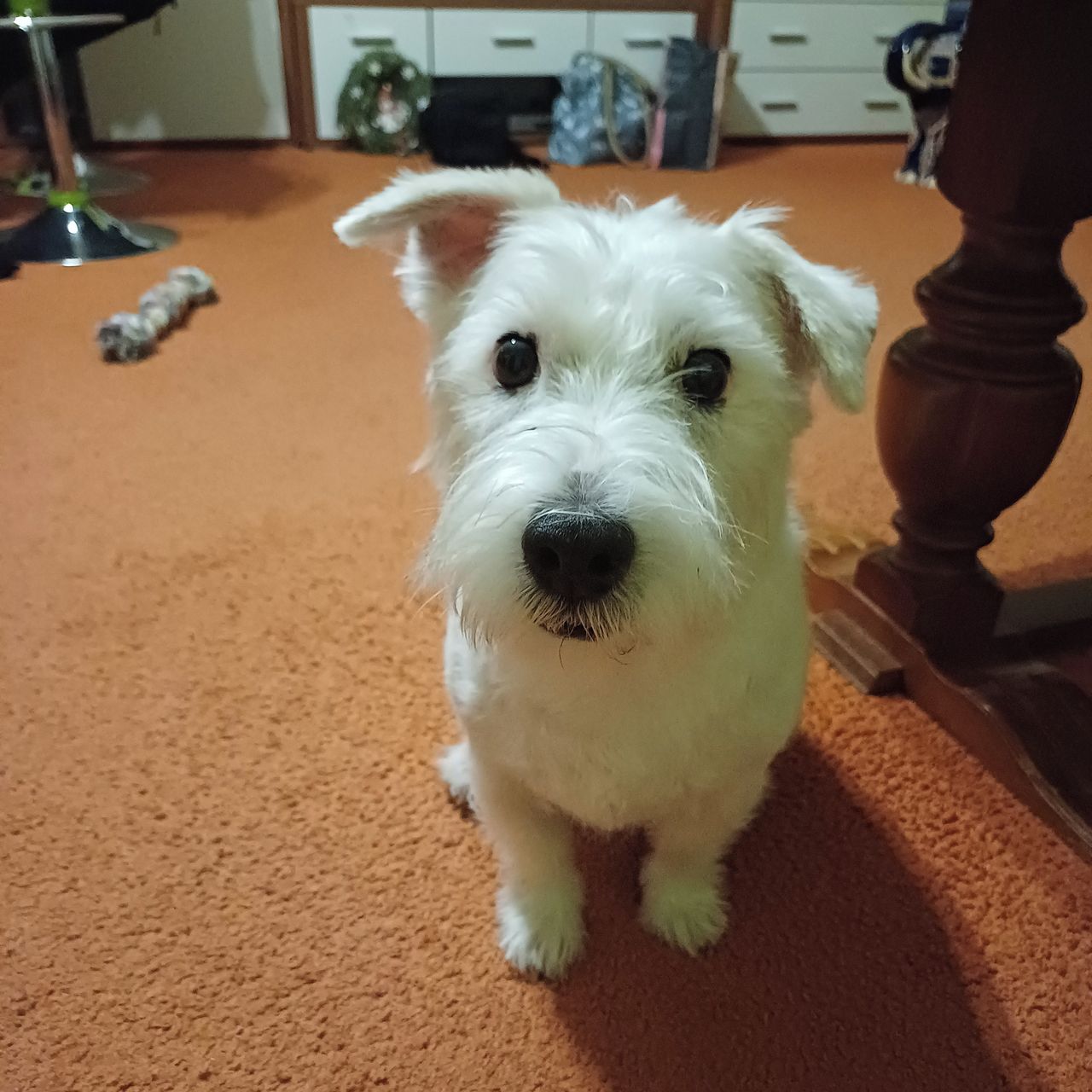 Soutěžní fotografie - Cecilek,  Jack Russell Teriér