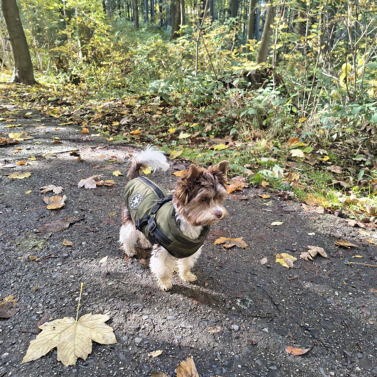 Soutěžní fotografie - Enick,  Yorkšírský terier