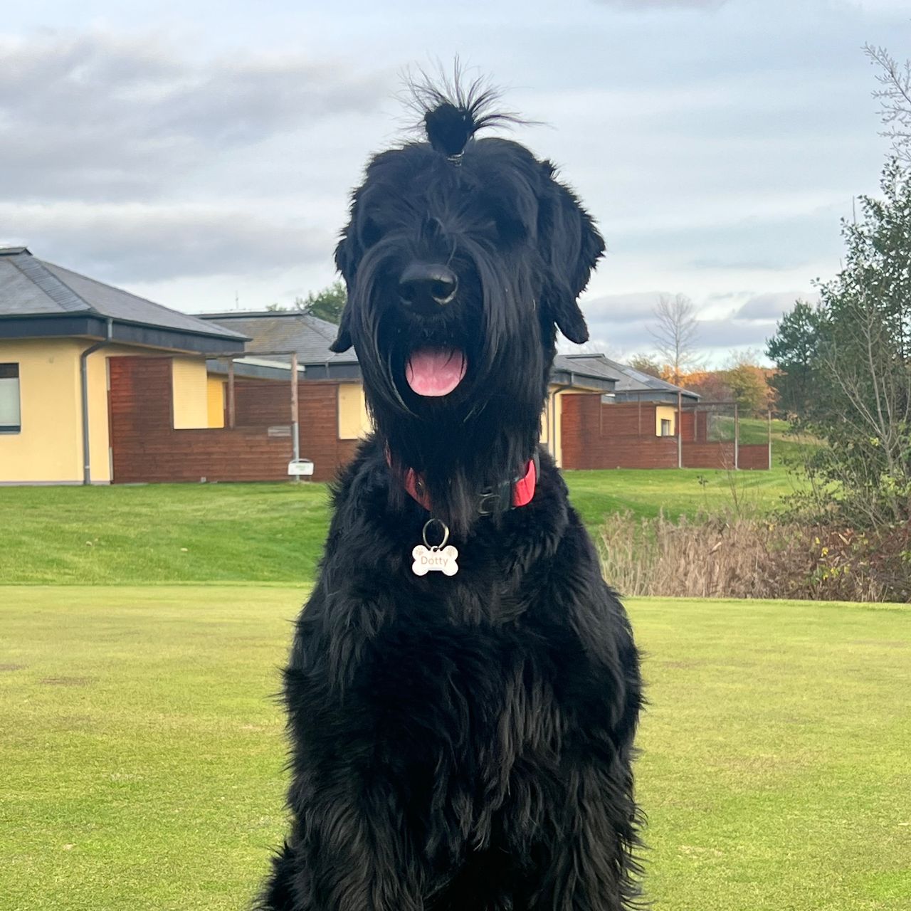 Soutěžní fotografie - Dotty Javrkos,  Knírač velký