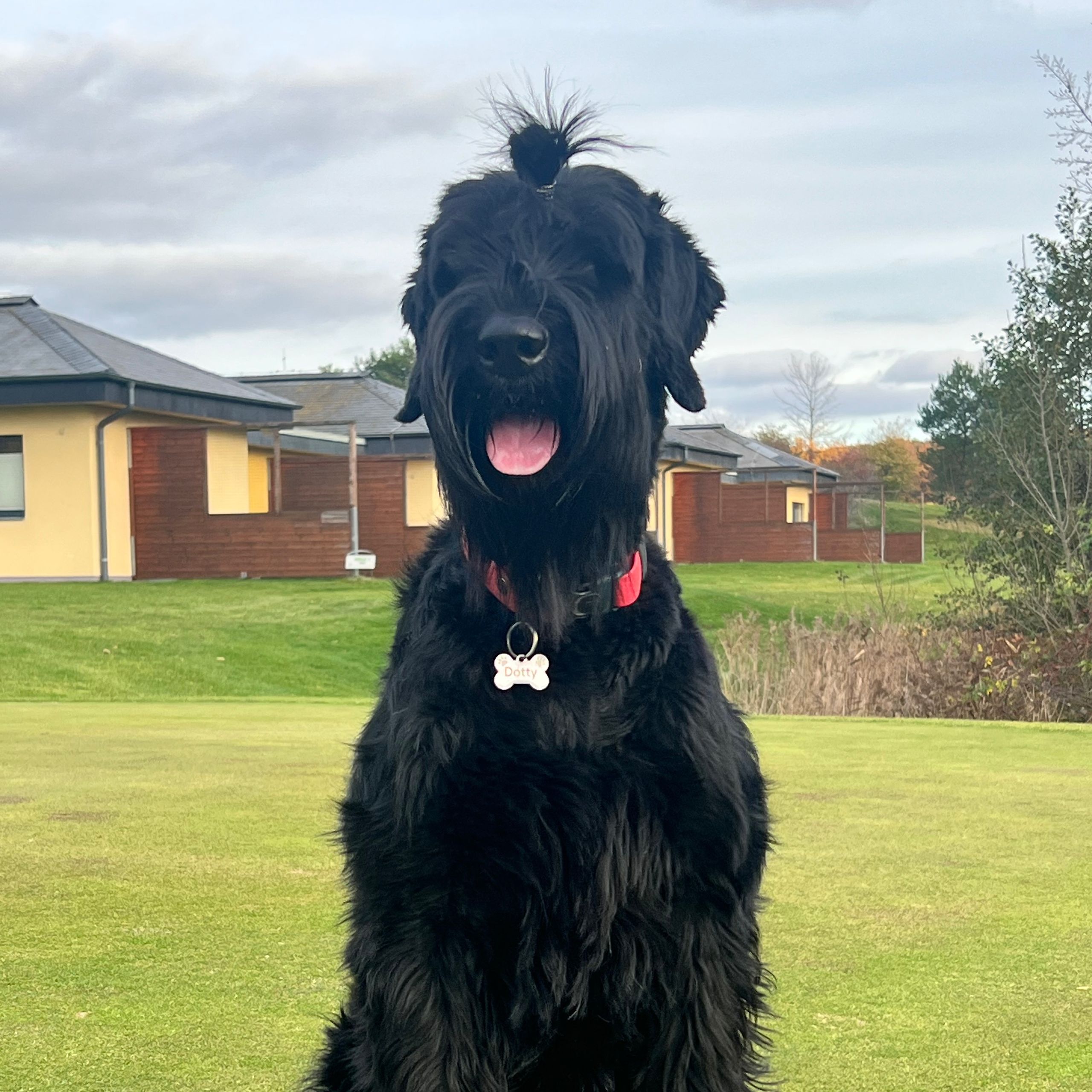 Soutěžní fotografie - Dotty Javrkos,  Knírač velký