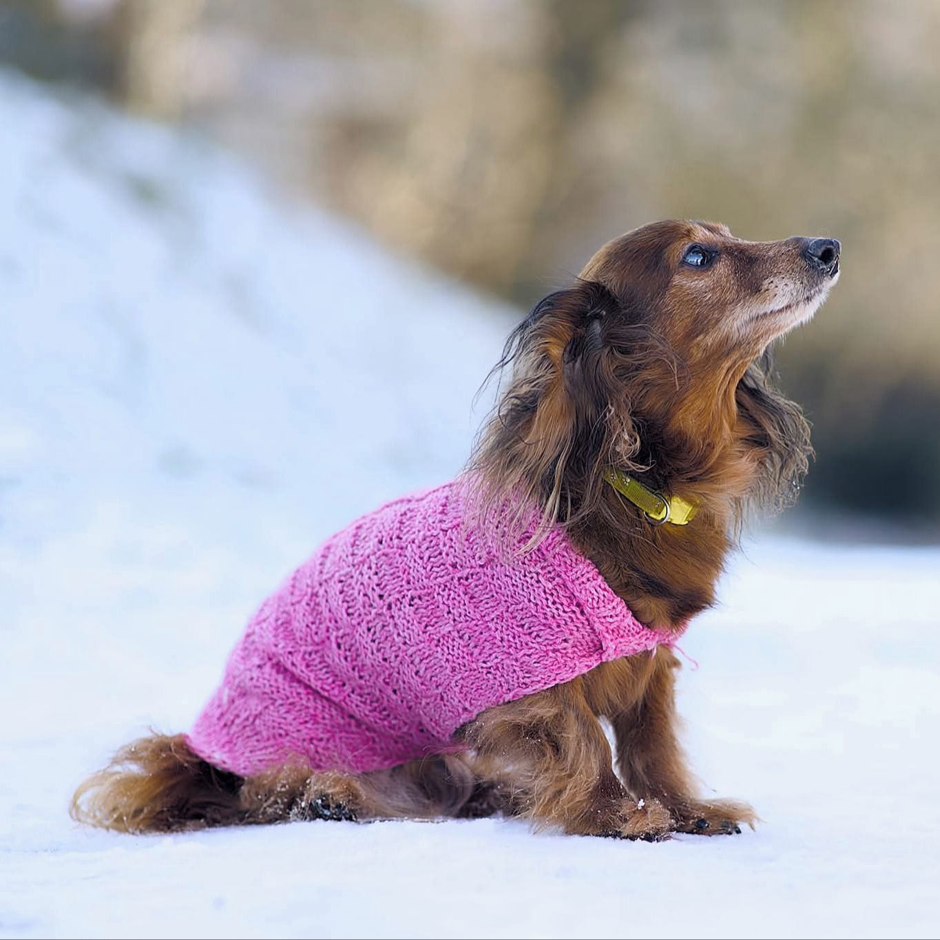 Soutěžní fotografie - Amy,  Jezevčík