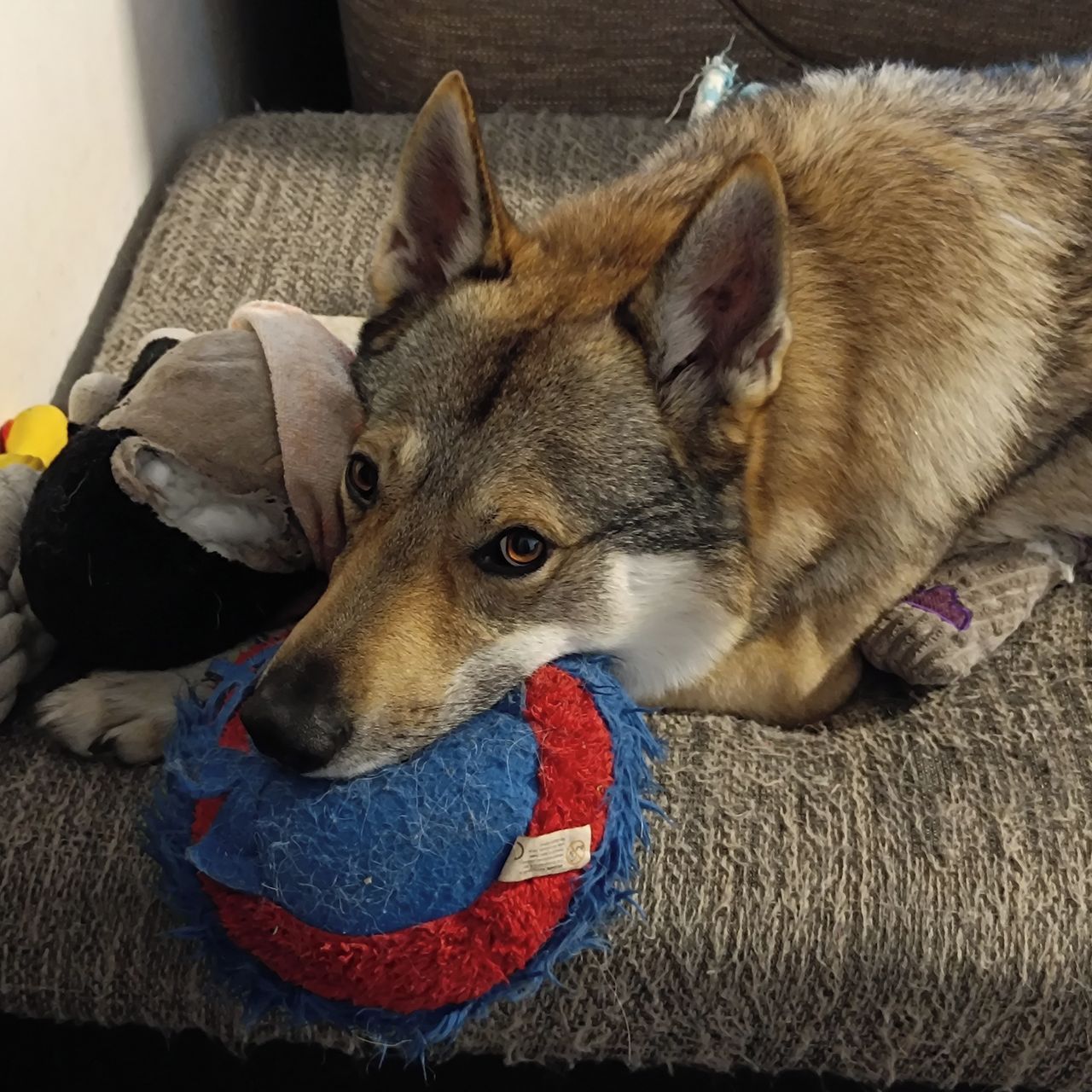 Soutěžní fotografie - Filutka,  Československý vlčák