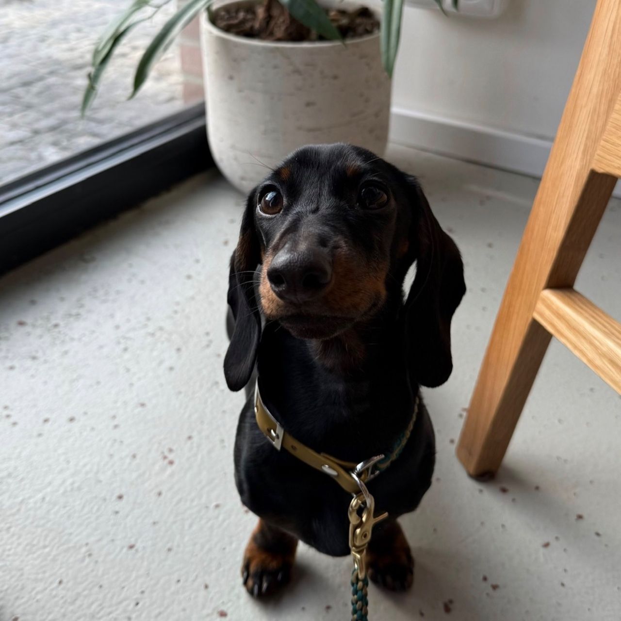 Soutěžní fotografie - Lumpy,  Jezevčík