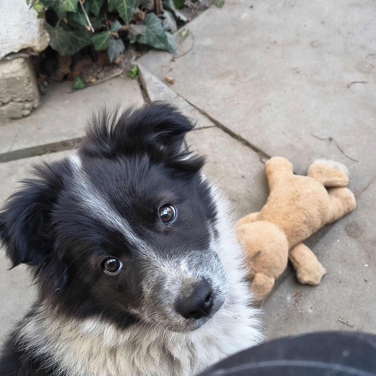 Soutěžní fotografie - Lucy,  Border kolie