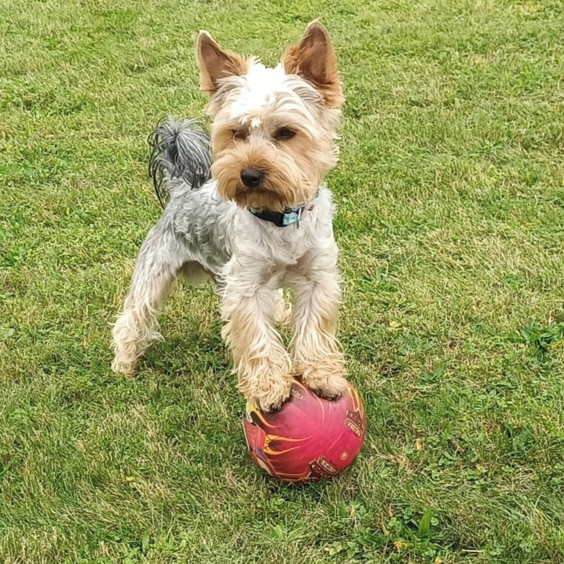 Soutěžní fotografie - Teddy,  Yorkšírský terier