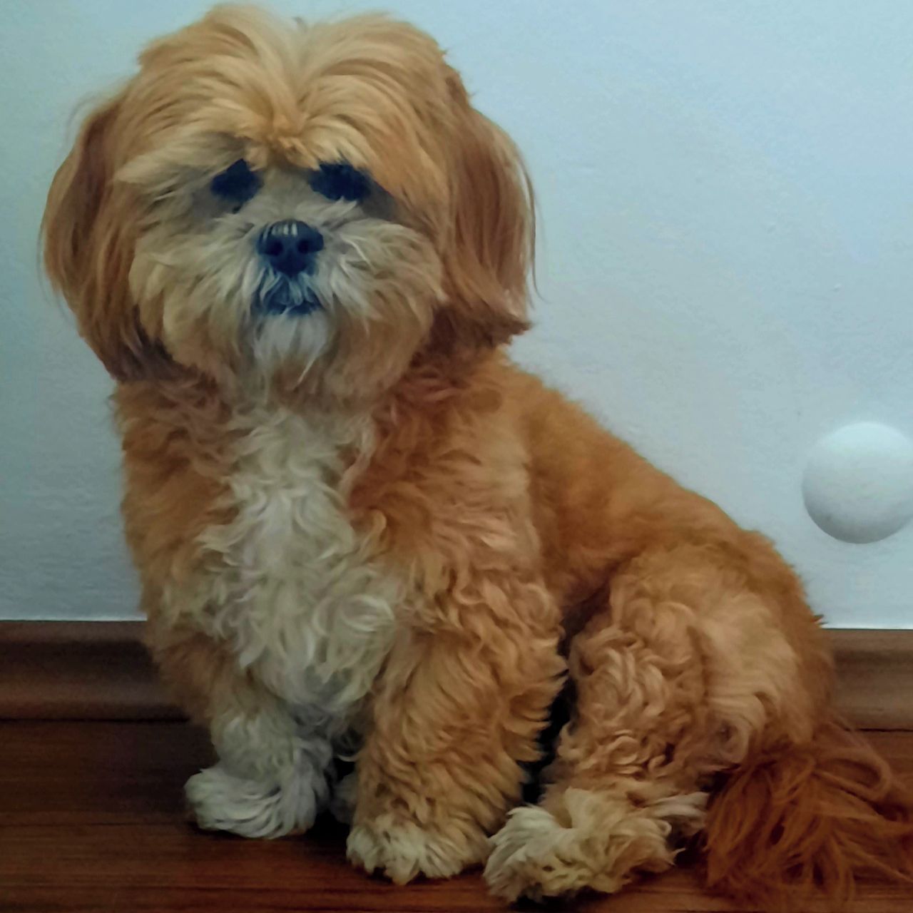 Soutěžní fotografie - Terezka,  Lhasa Apso