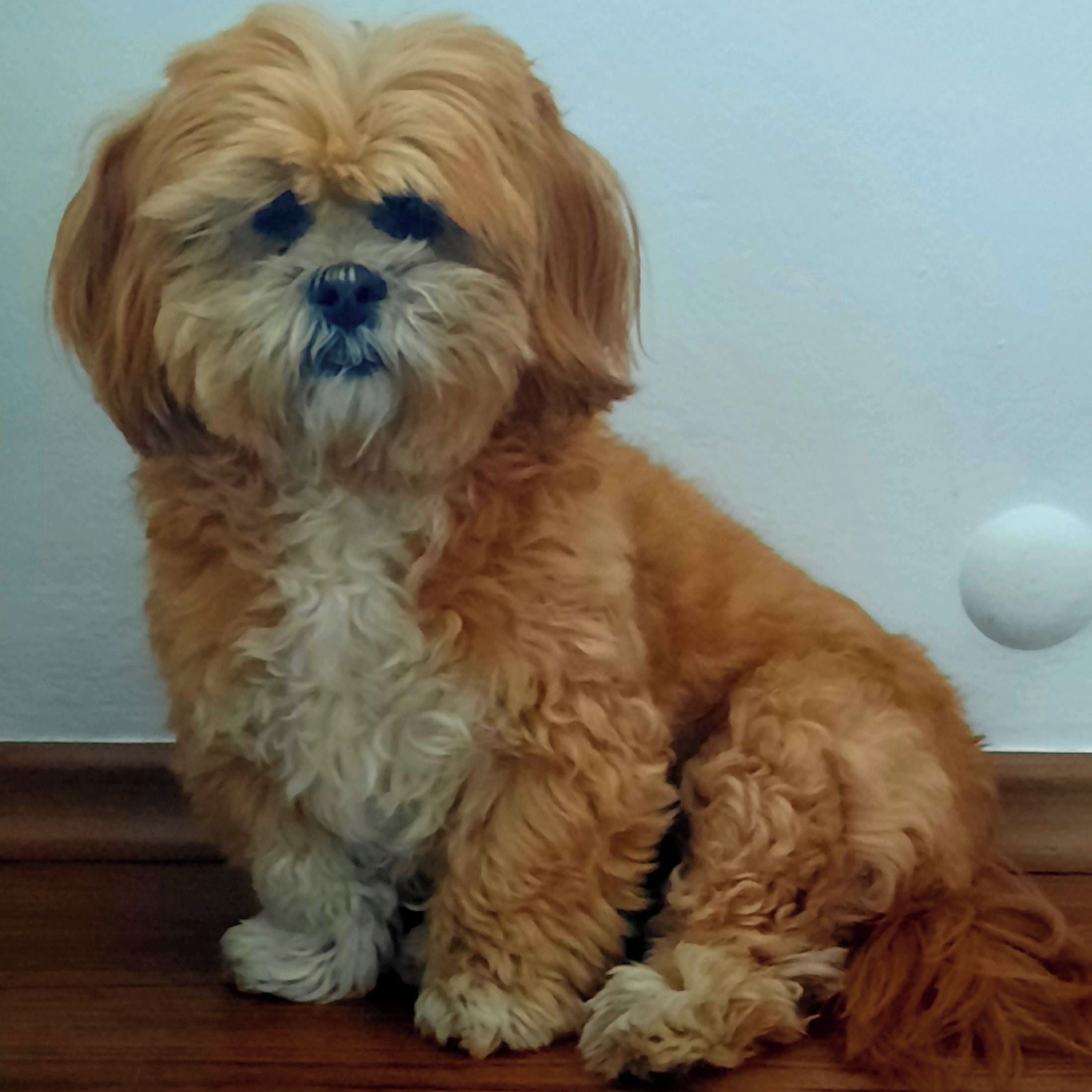 Soutěžní fotografie - Terezka,  Lhasa Apso